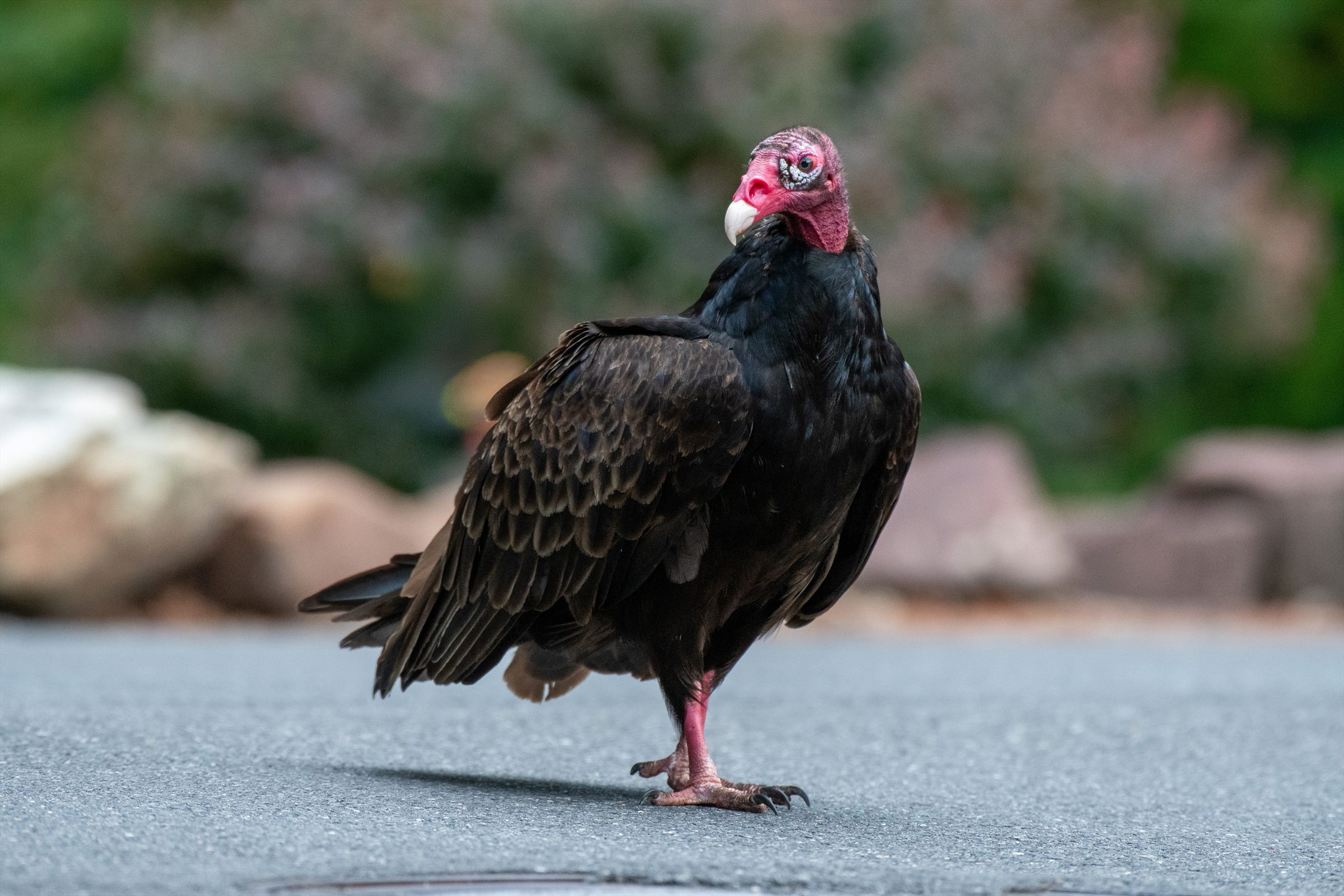 Birds photo 11