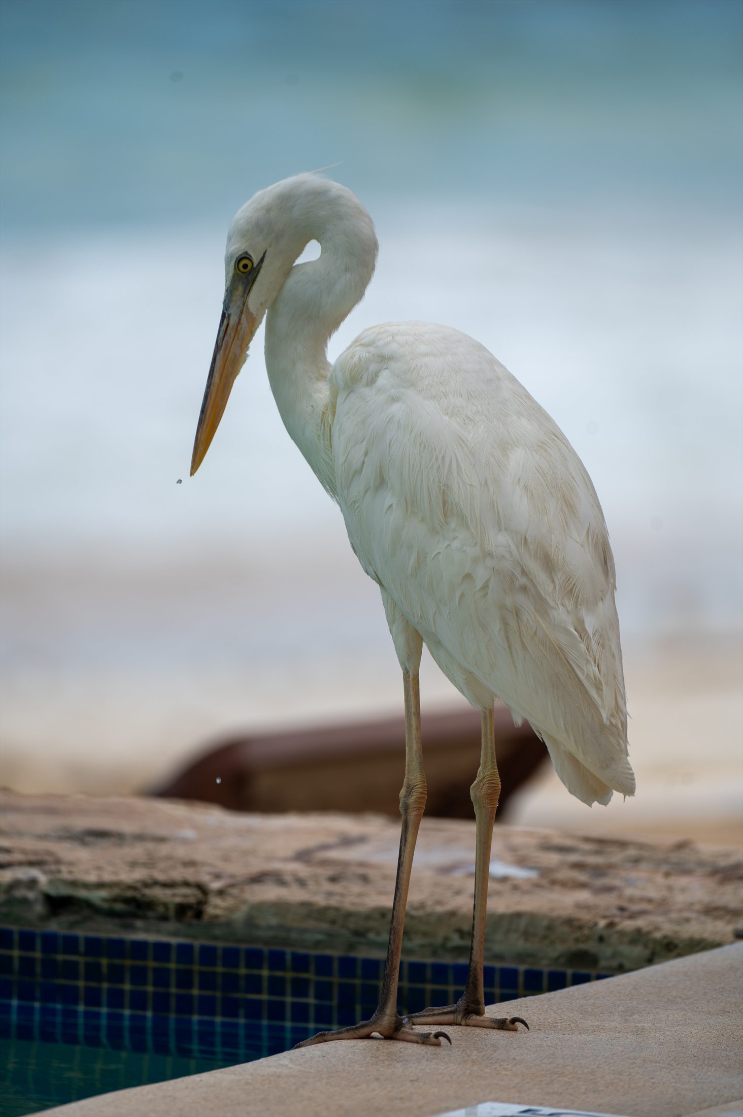 Birds photo 4