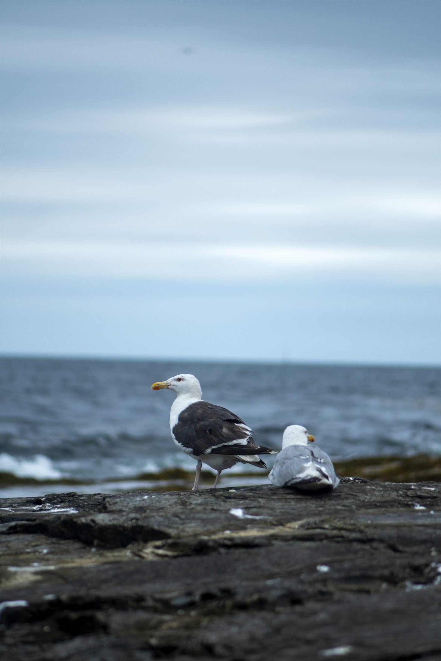 Birds photo 12