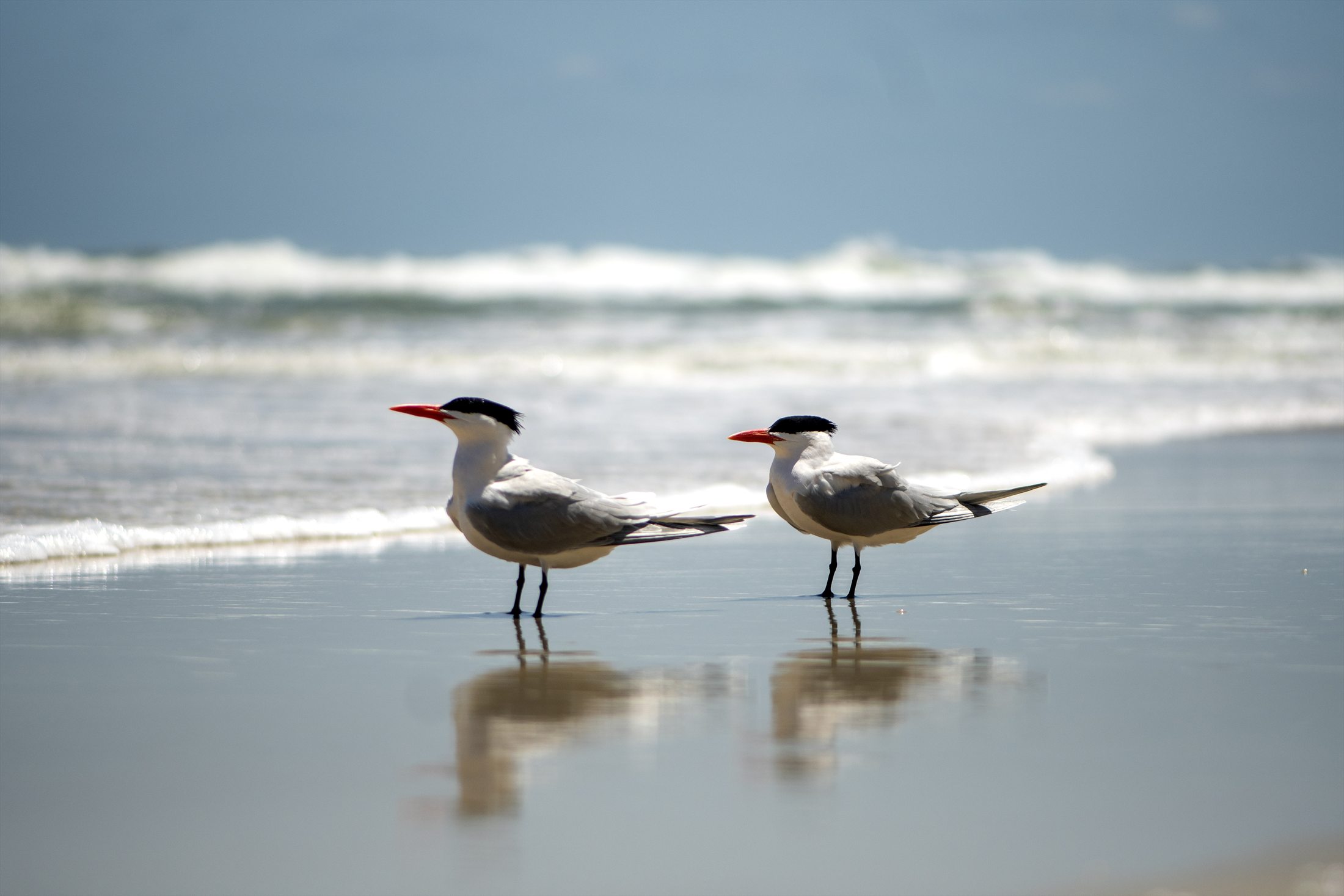 Birds photo 13