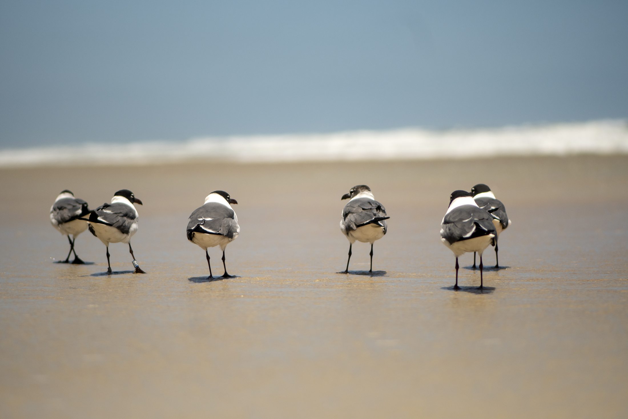 Birds photo 14
