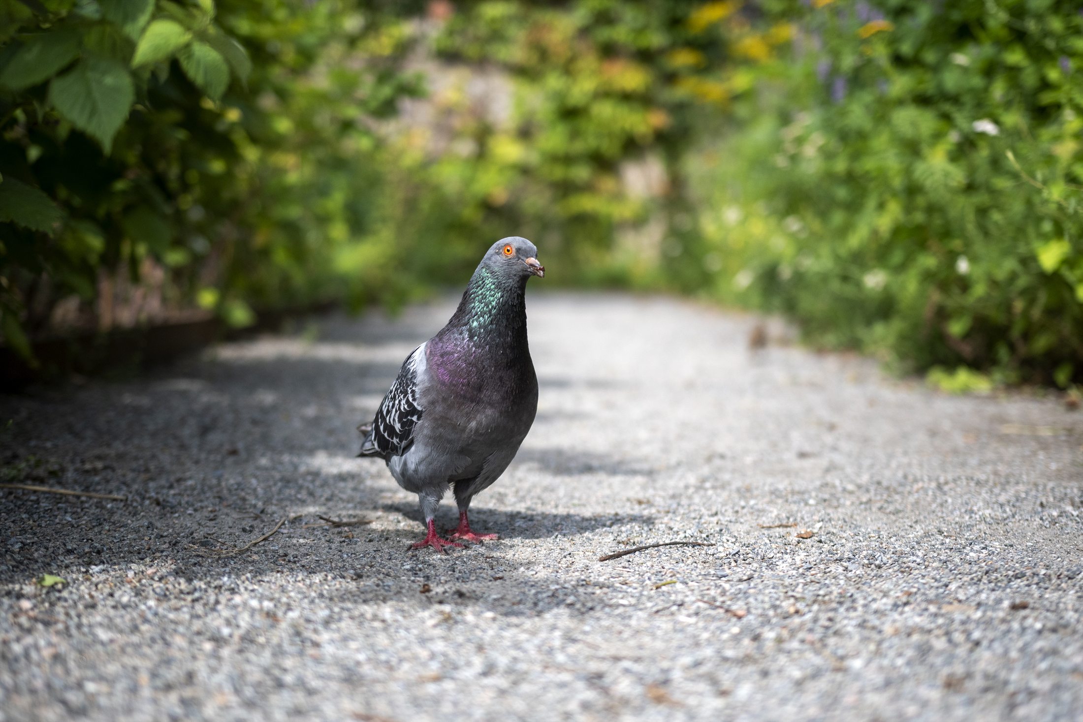 Birds photo 15