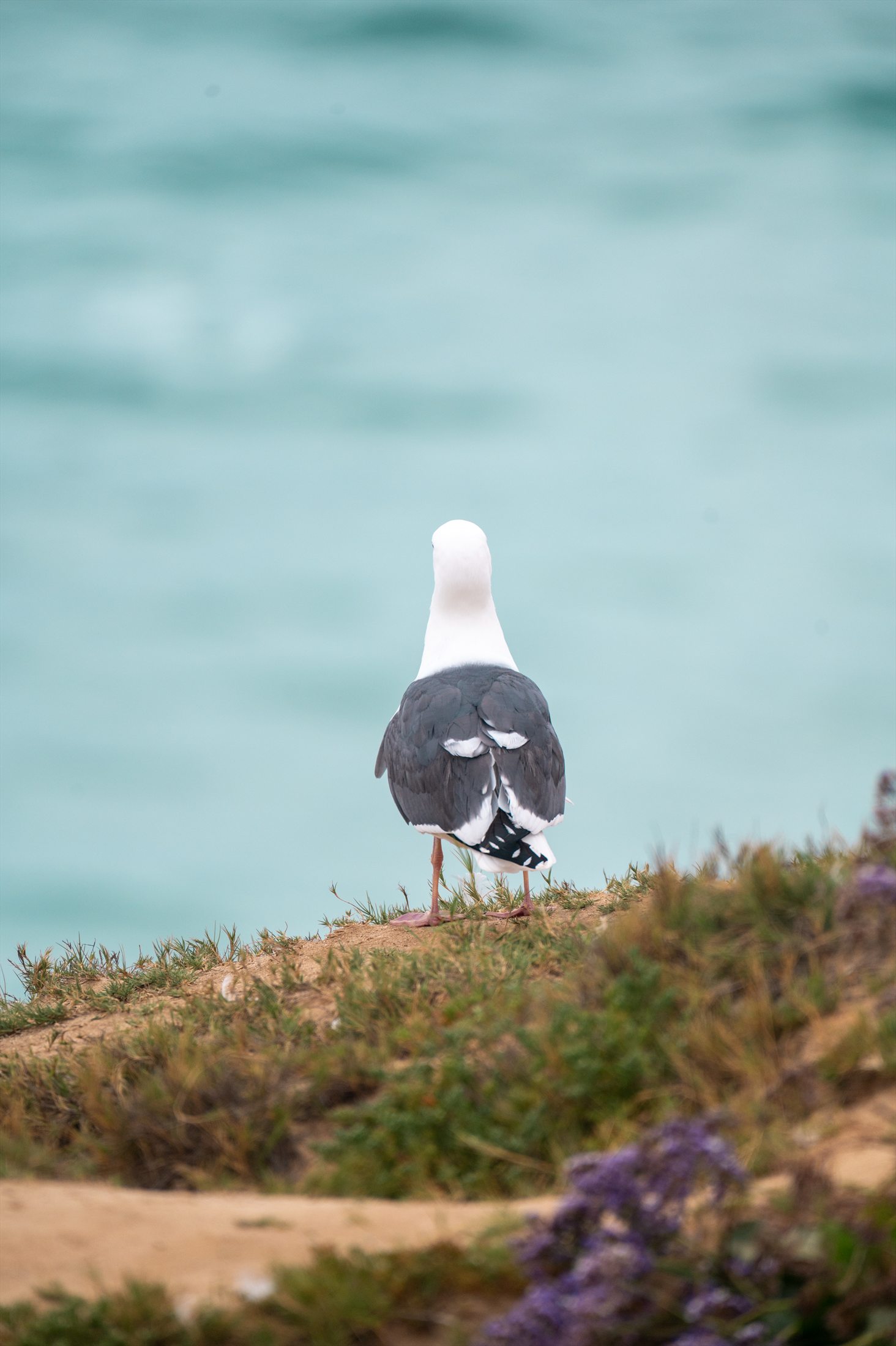 Birds photo 16