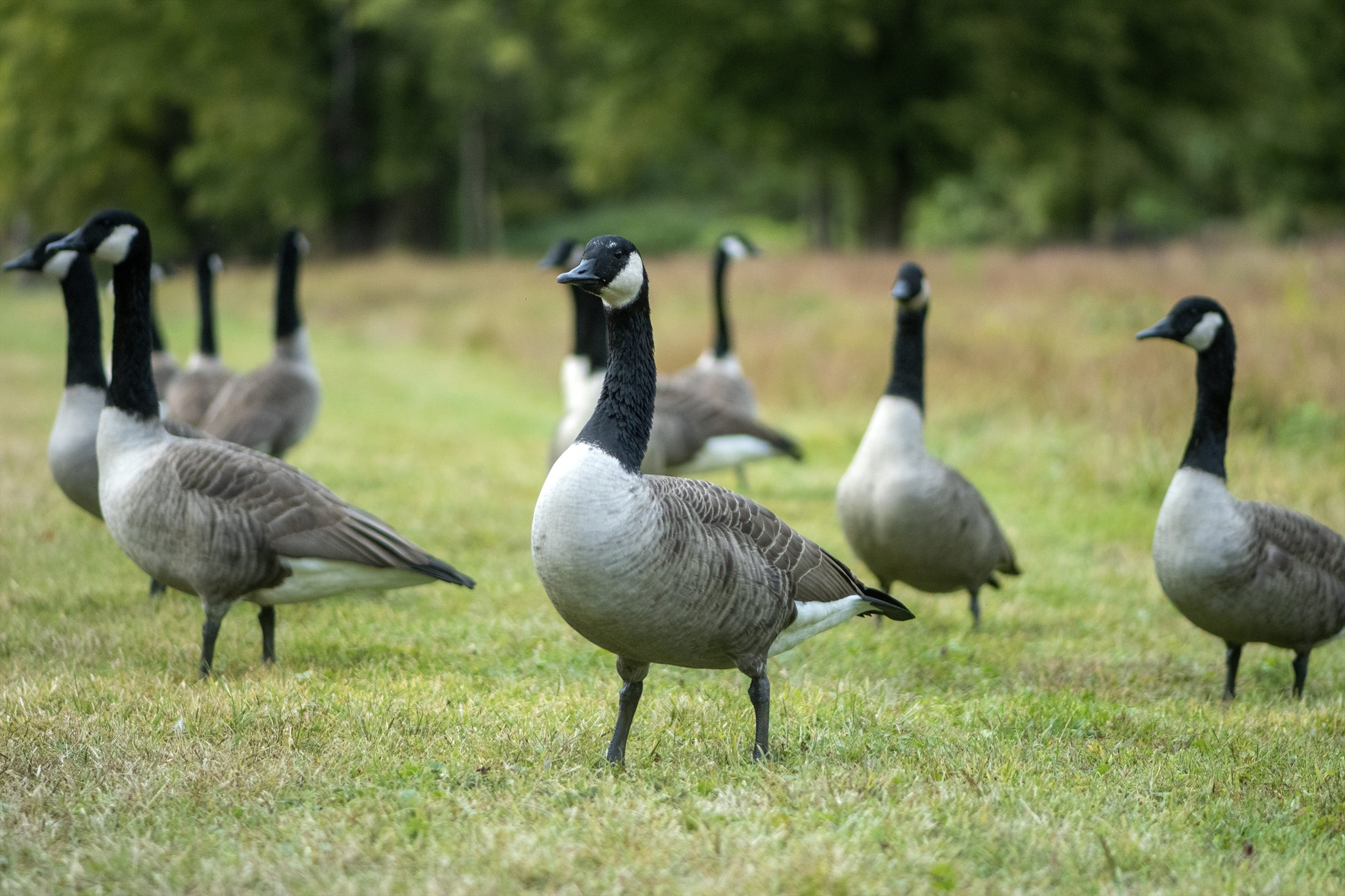 Birds photo 17