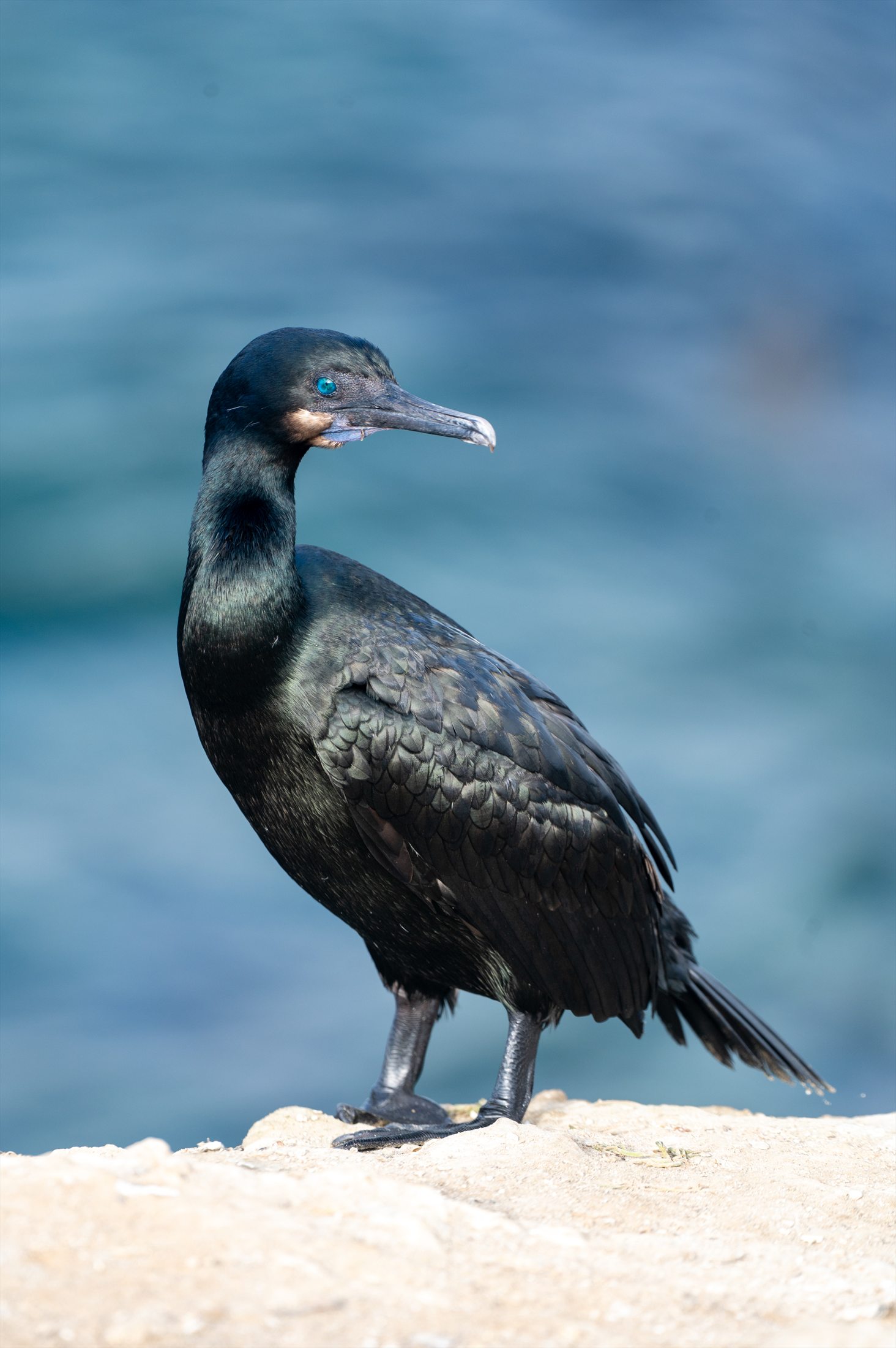 Birds photo 19