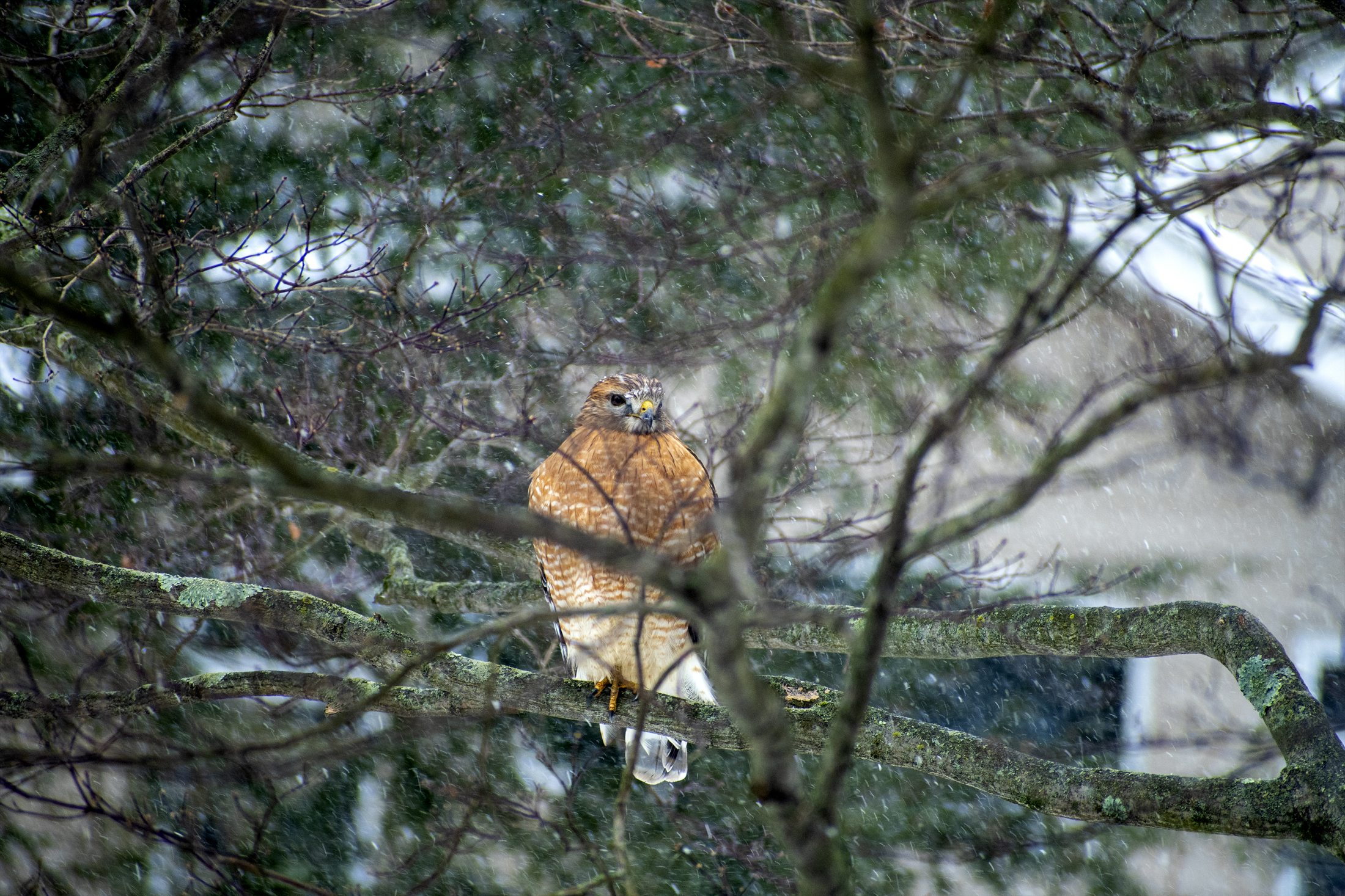 Birds photo 20