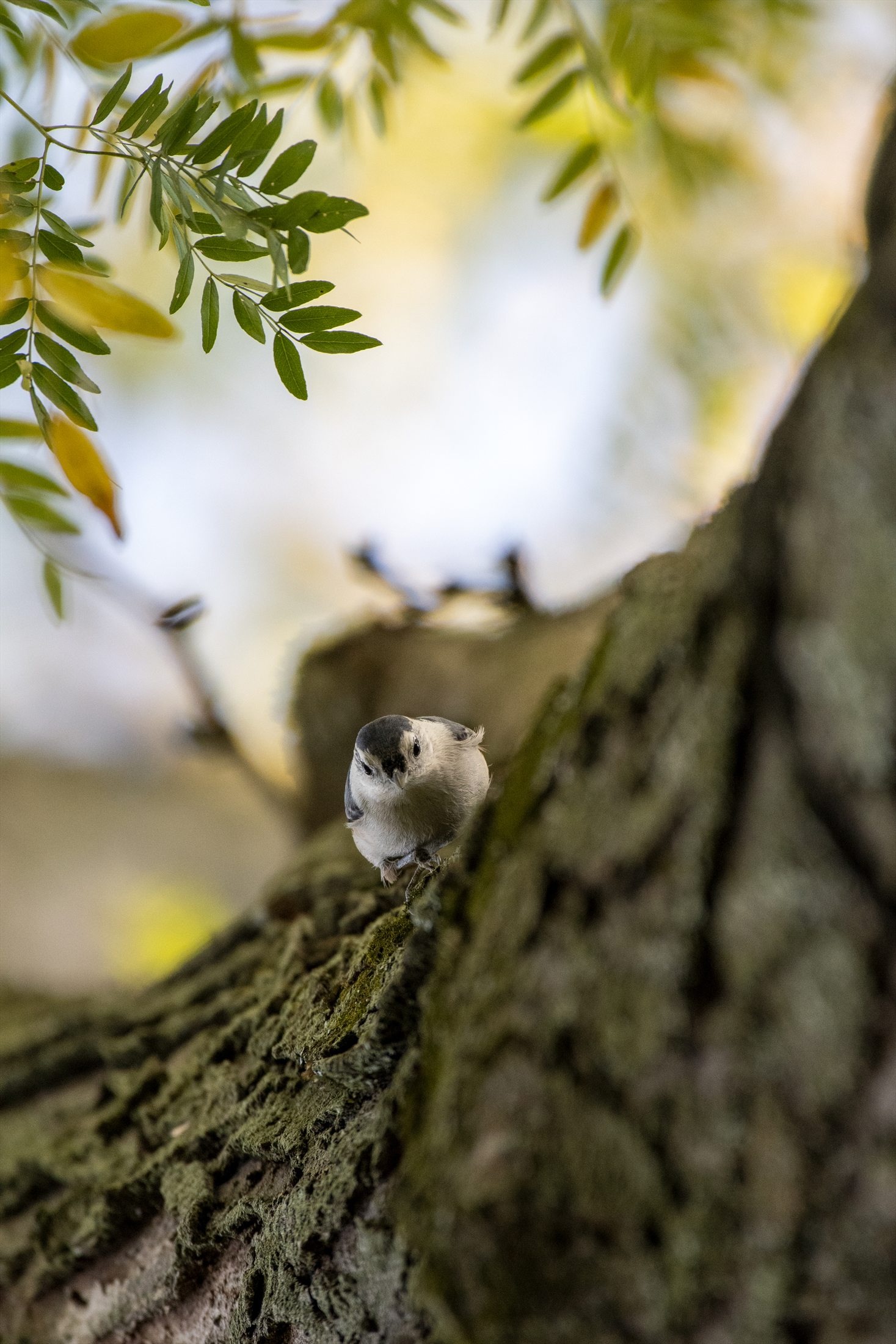 Birds photo 6