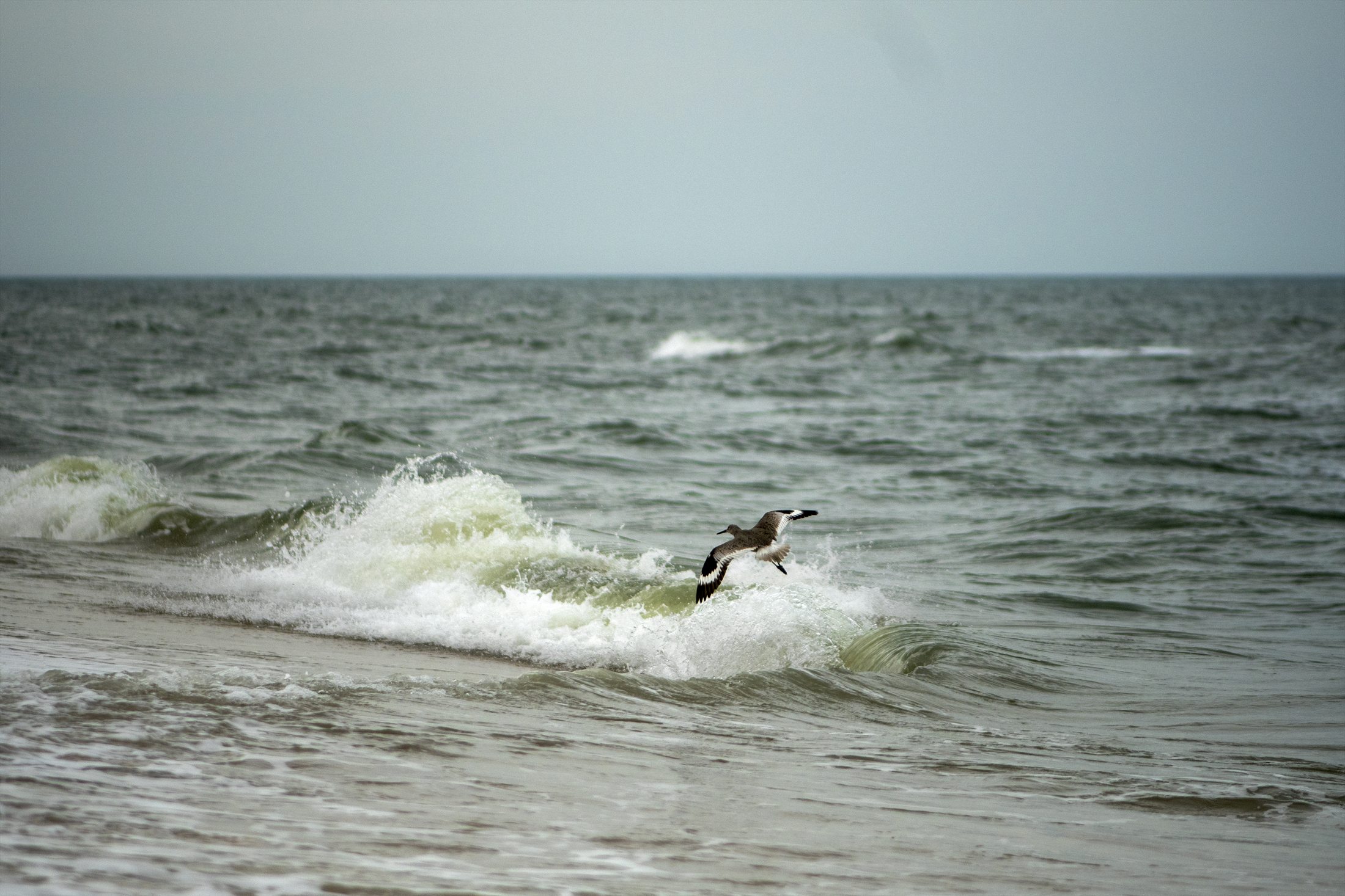 Birds photo 10
