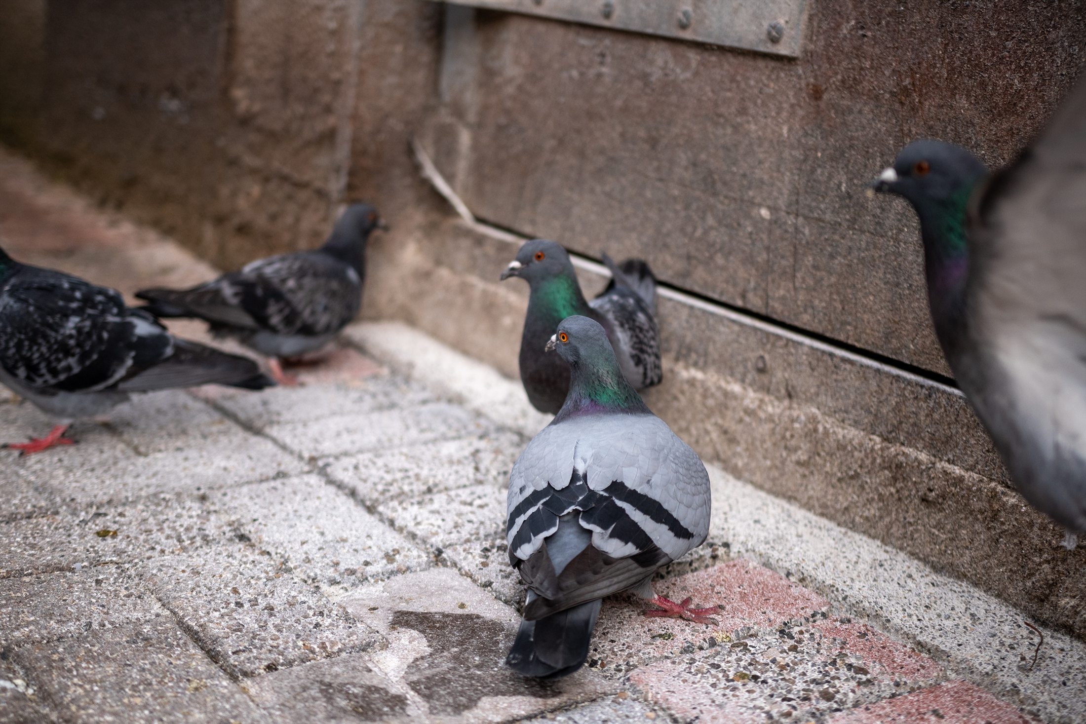 Birds photo 24
