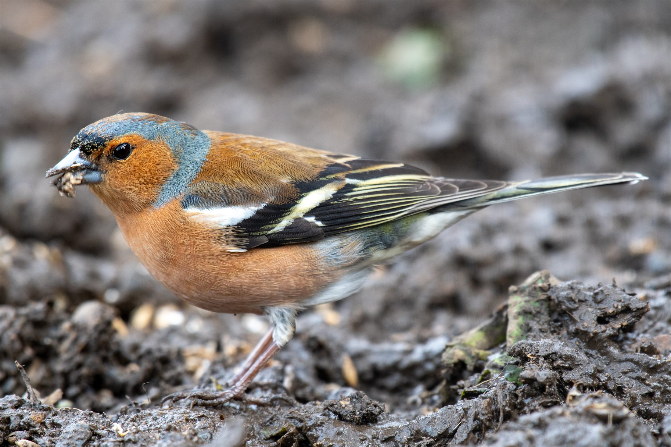 Birds photo 25