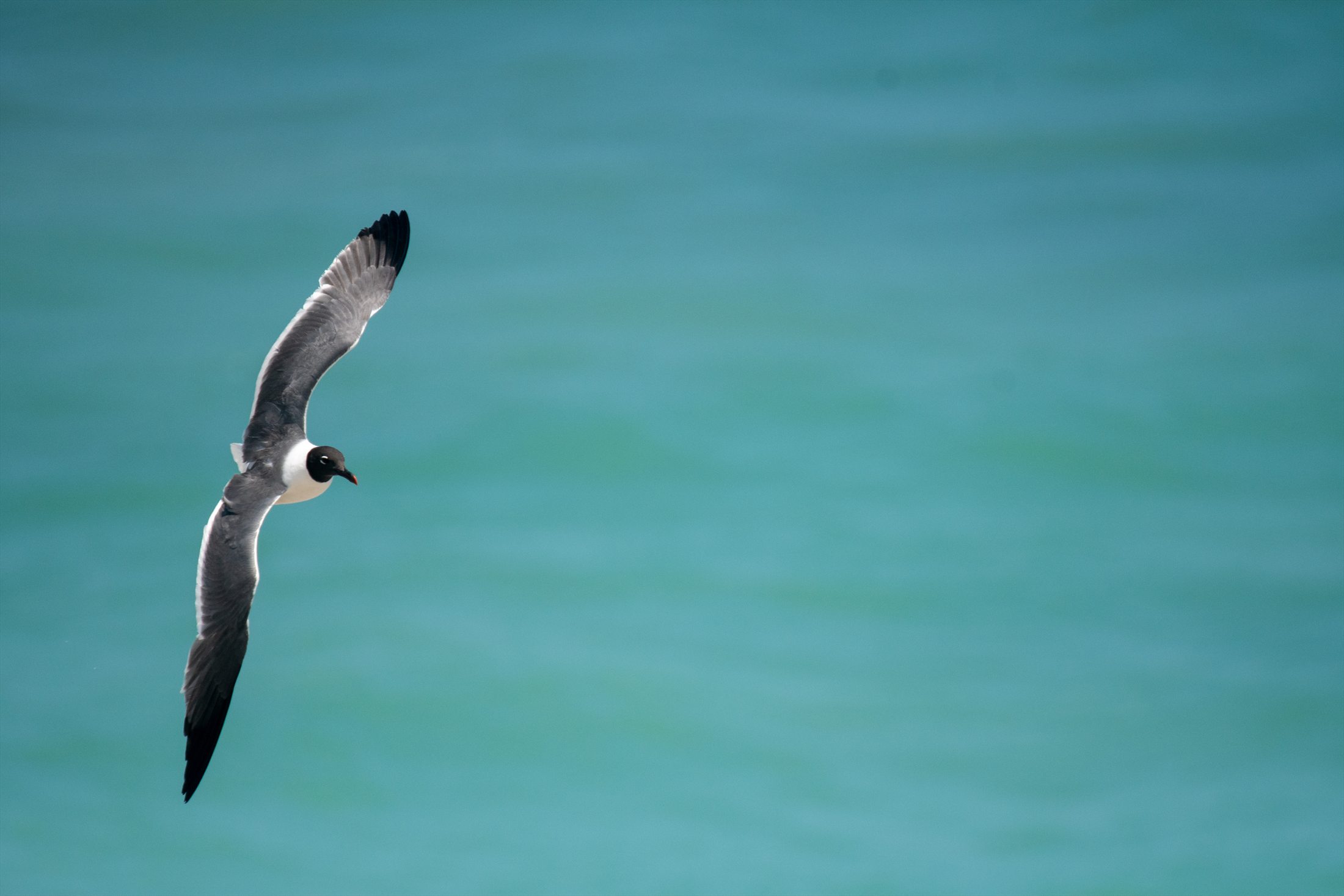 Birds photo 7
