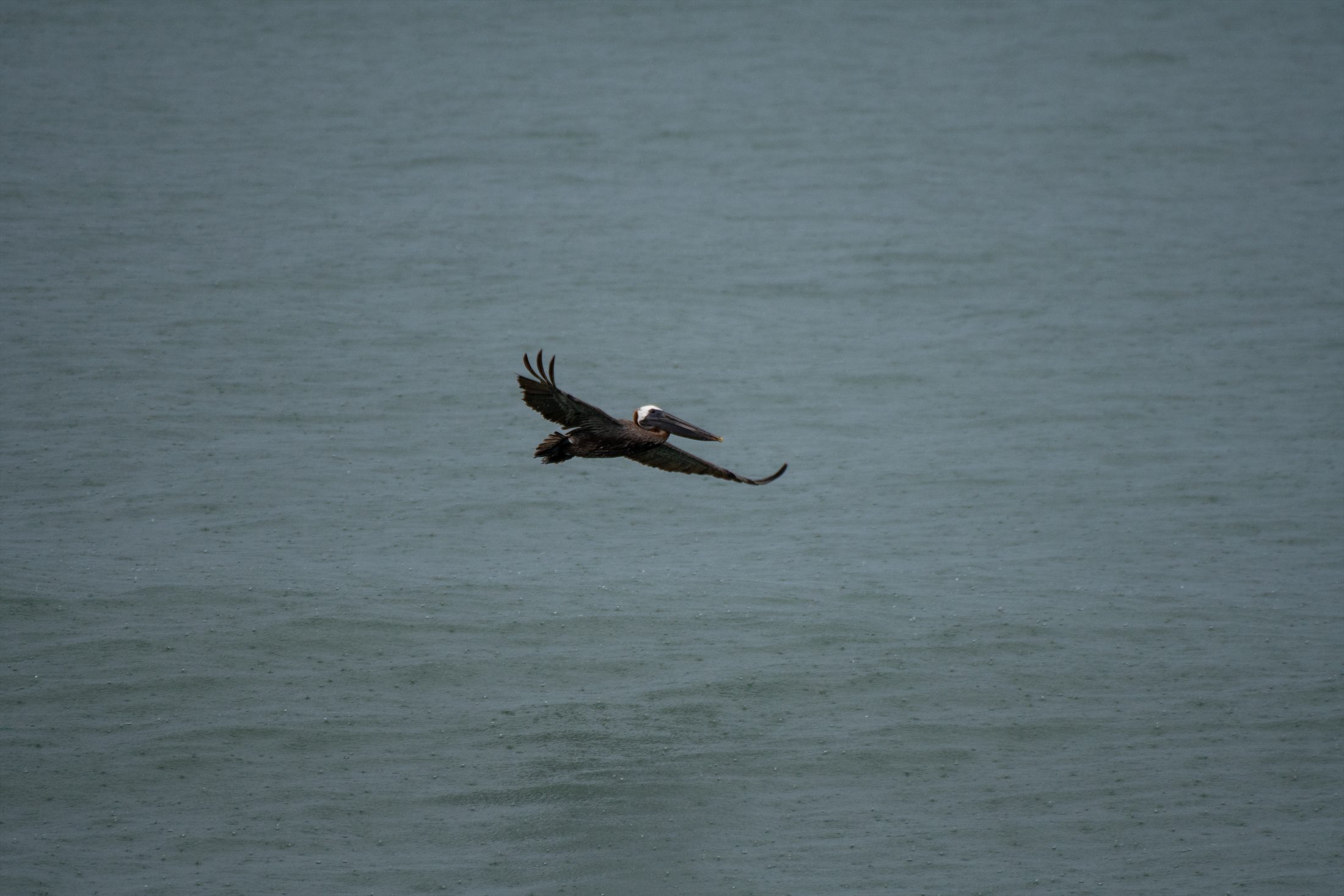 Birds photo 2