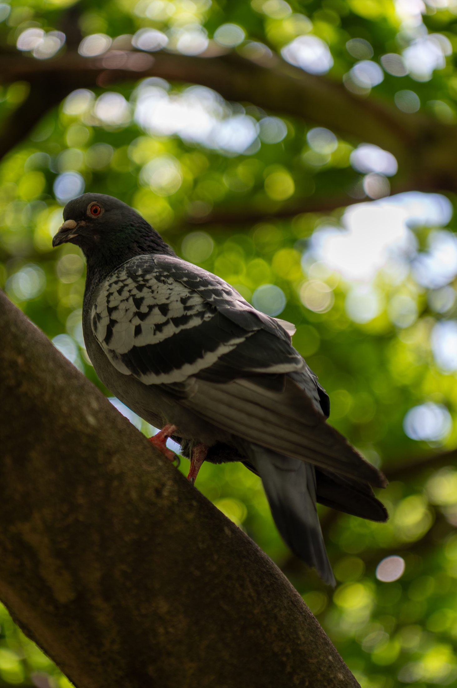 Birds photo 27