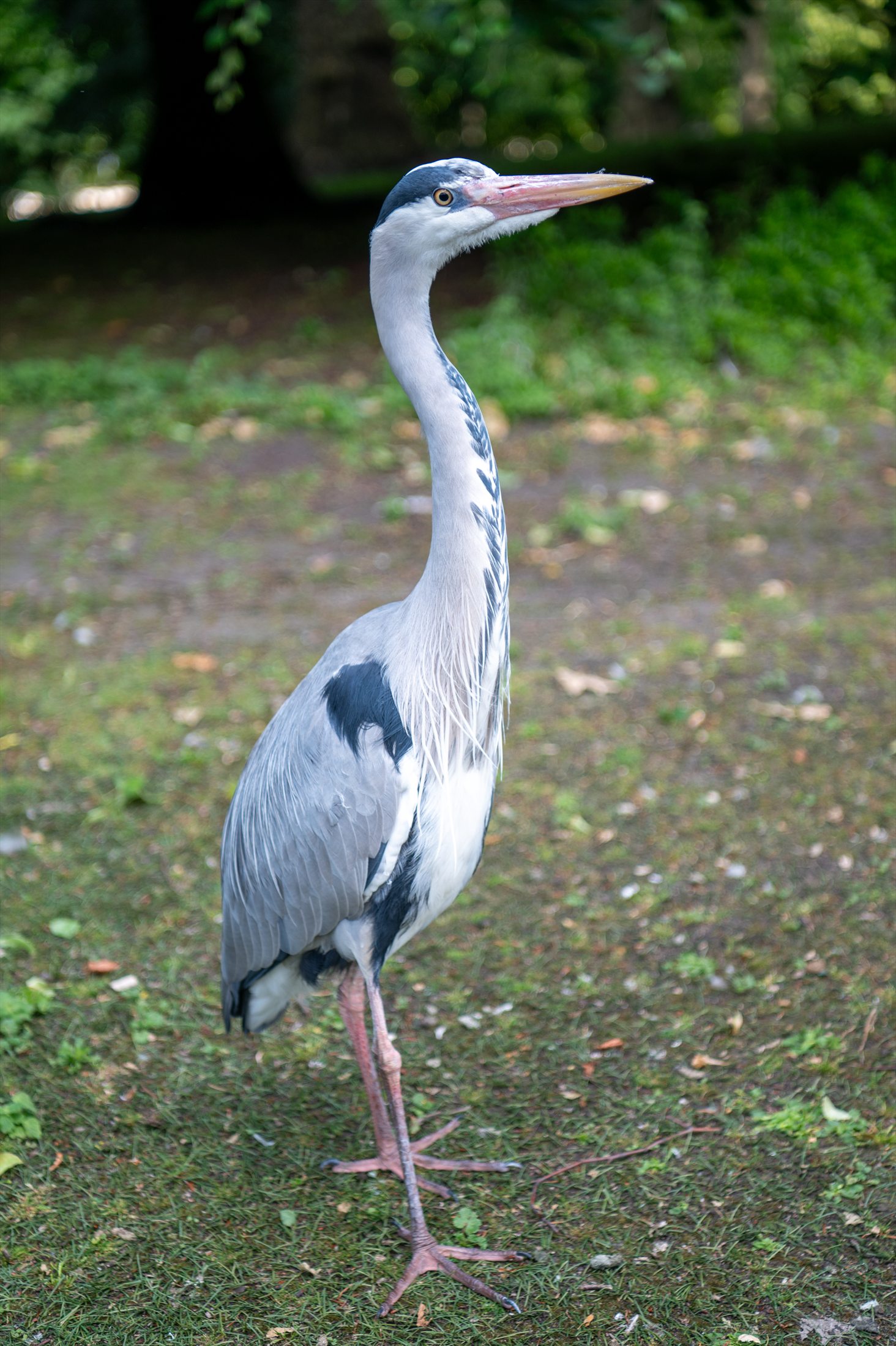 Birds photo 28
