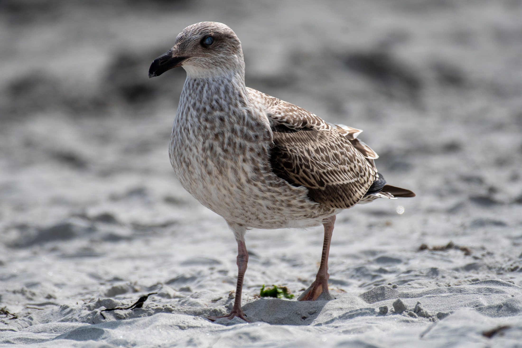 Birds photo 30