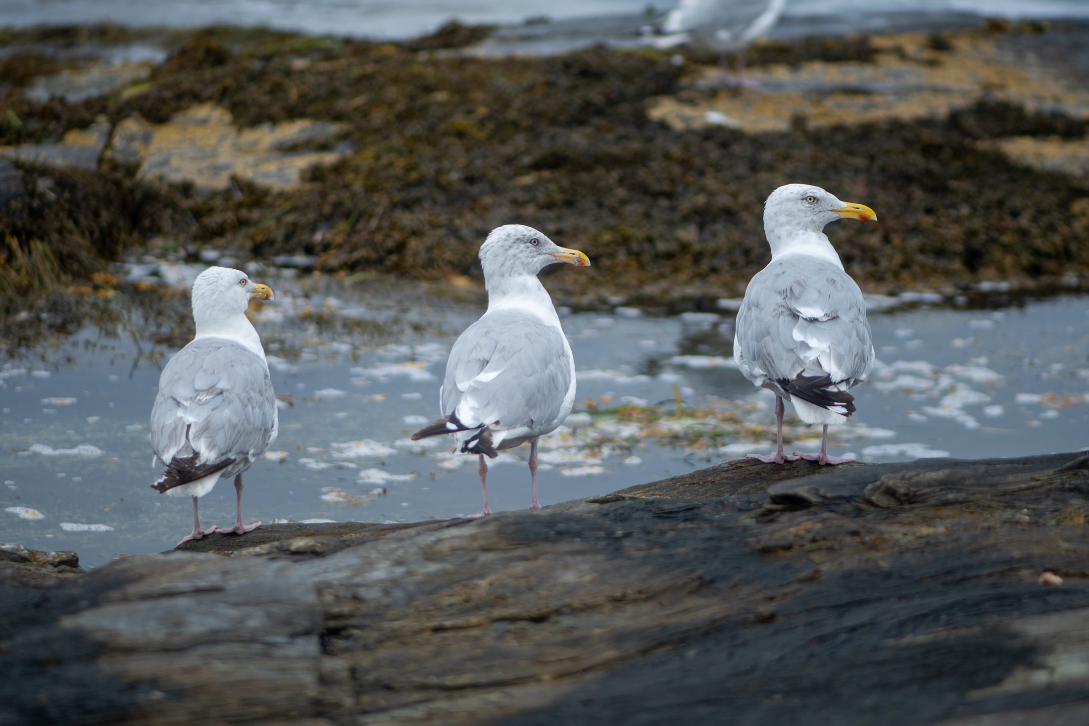 Birds photo 5
