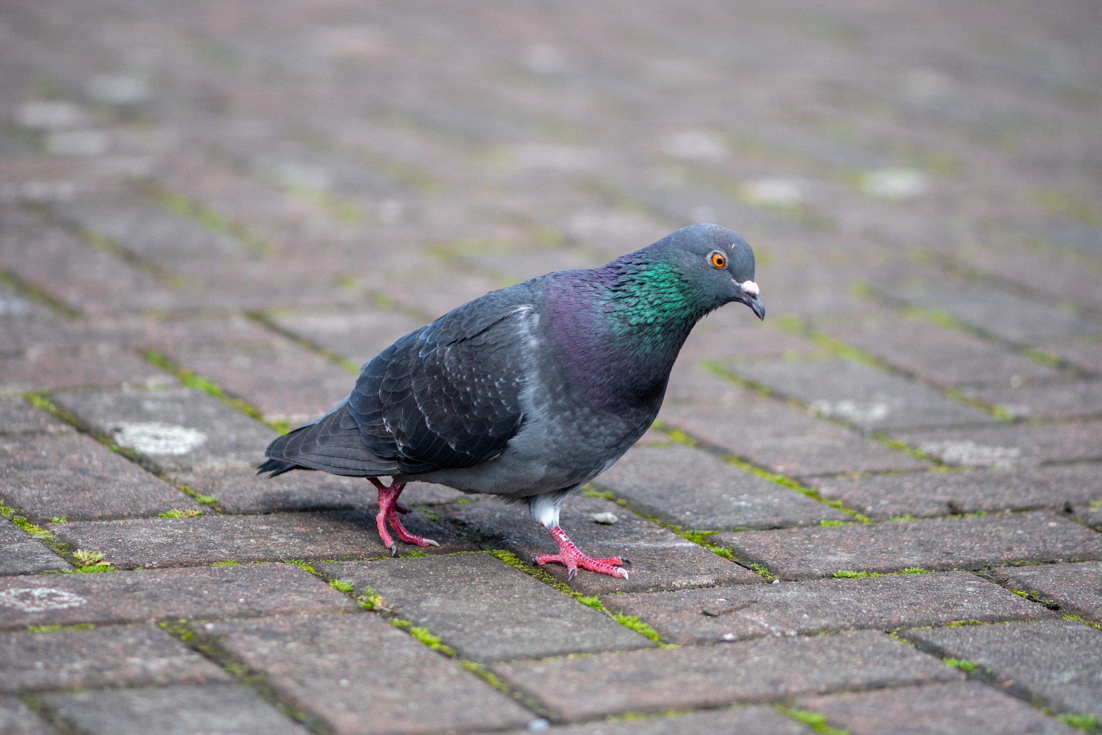 Birds photo 31