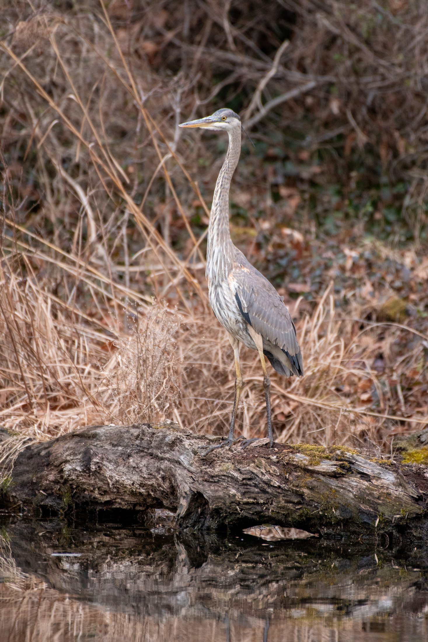 Birds photo 8