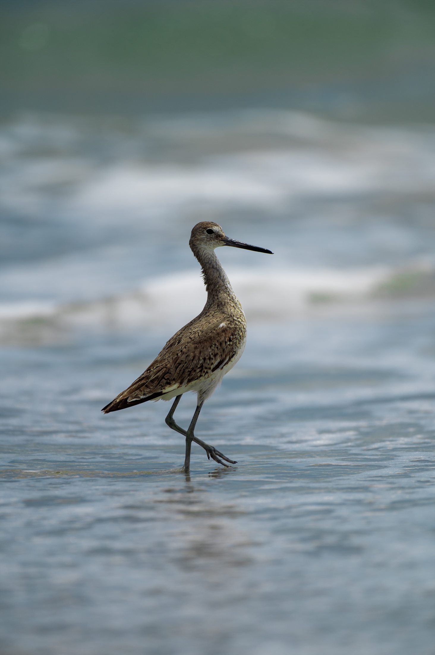 Birds photo 32