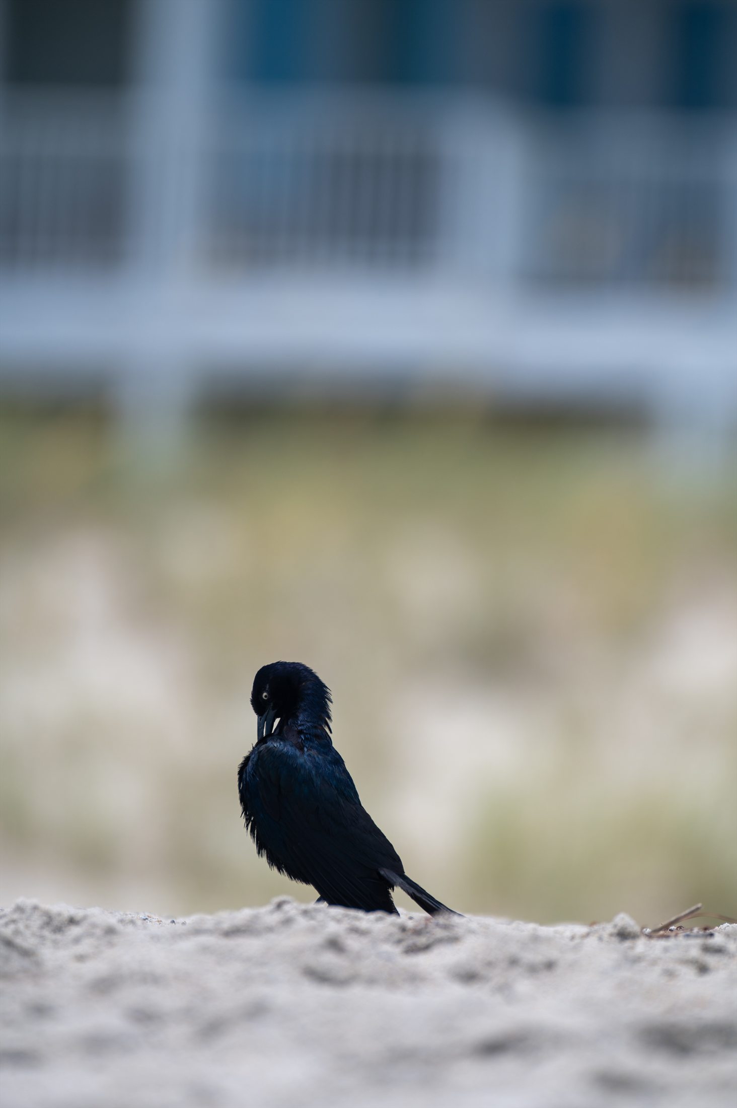 Birds photo 33