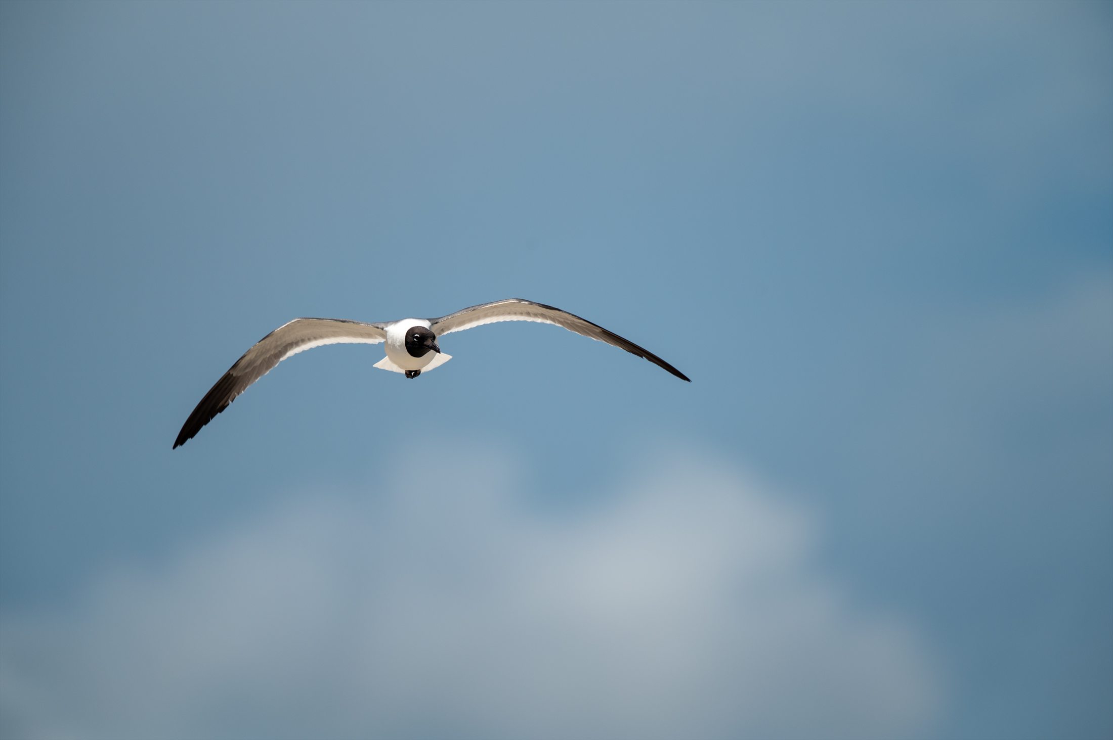 Birds photo 34