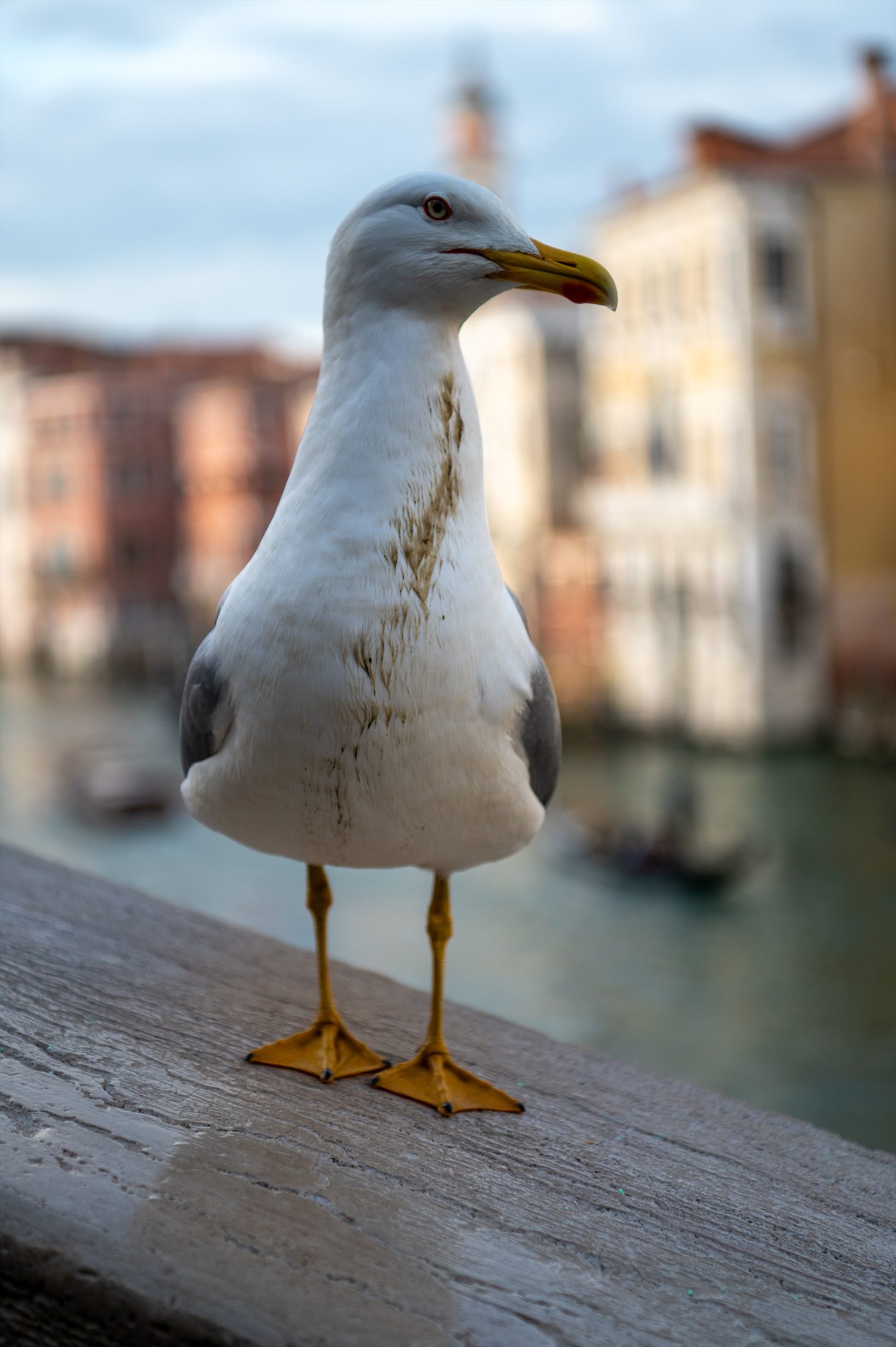 Birds photo 35