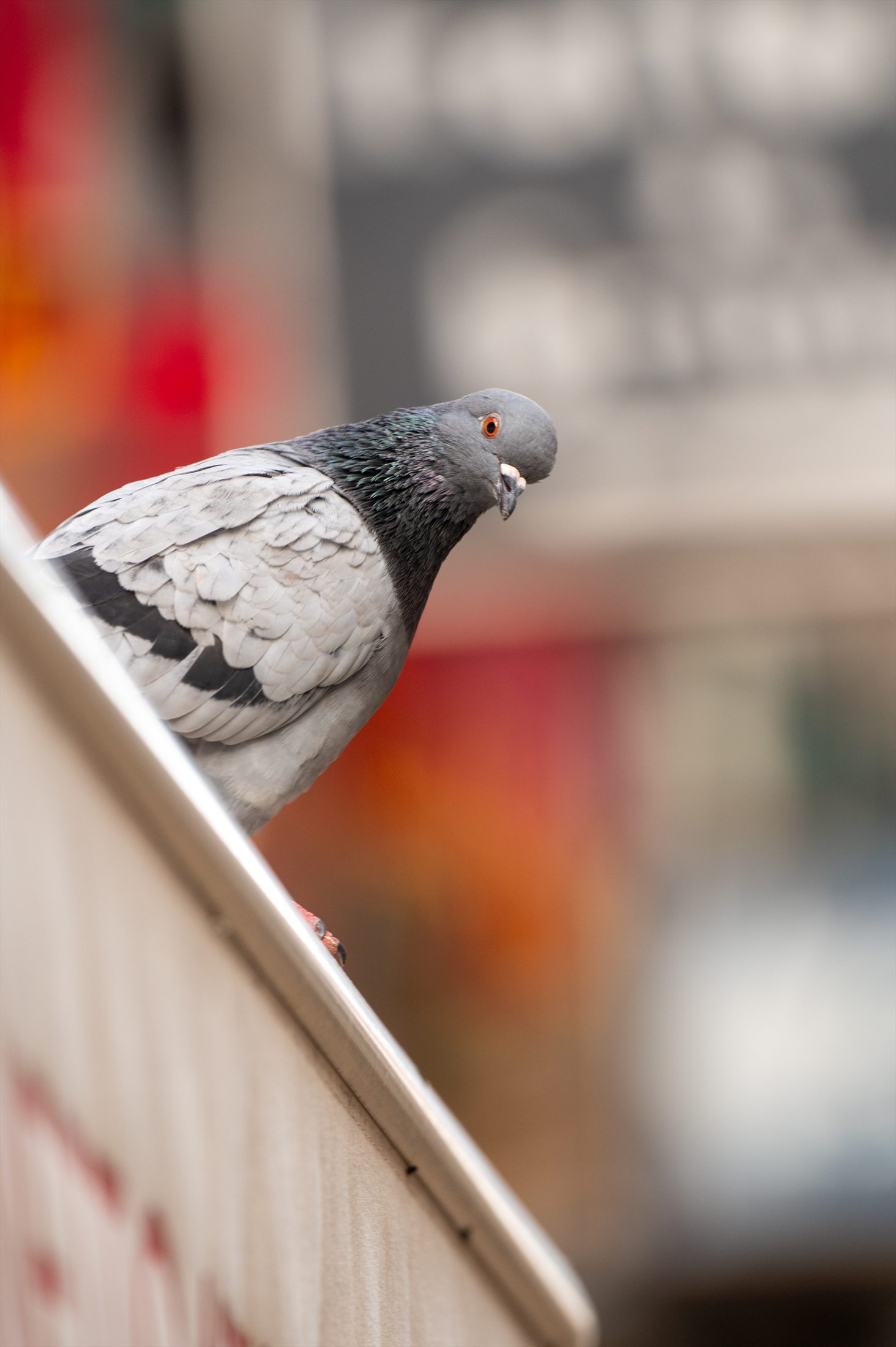 Birds photo 36