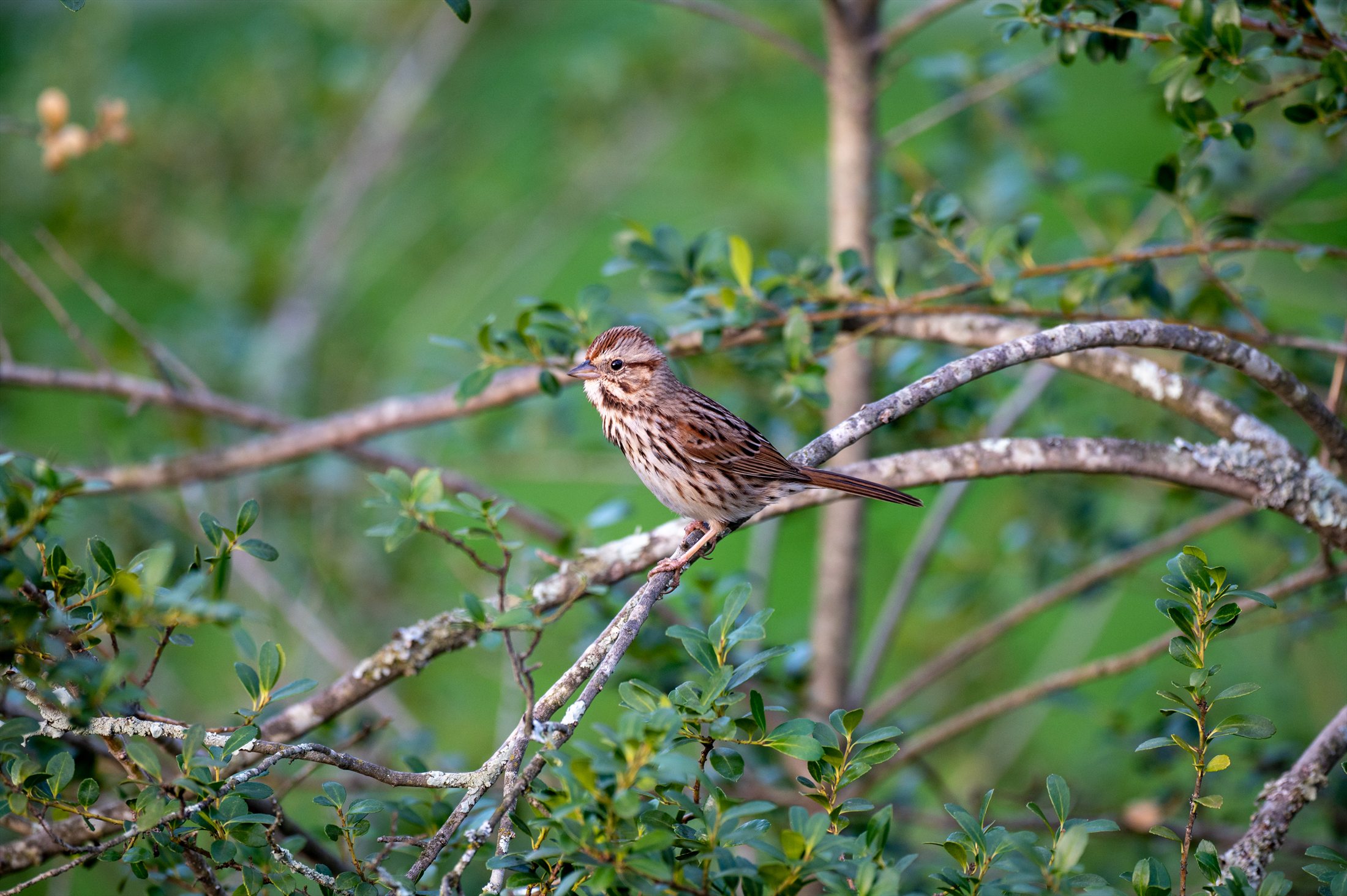 Birds photo 37