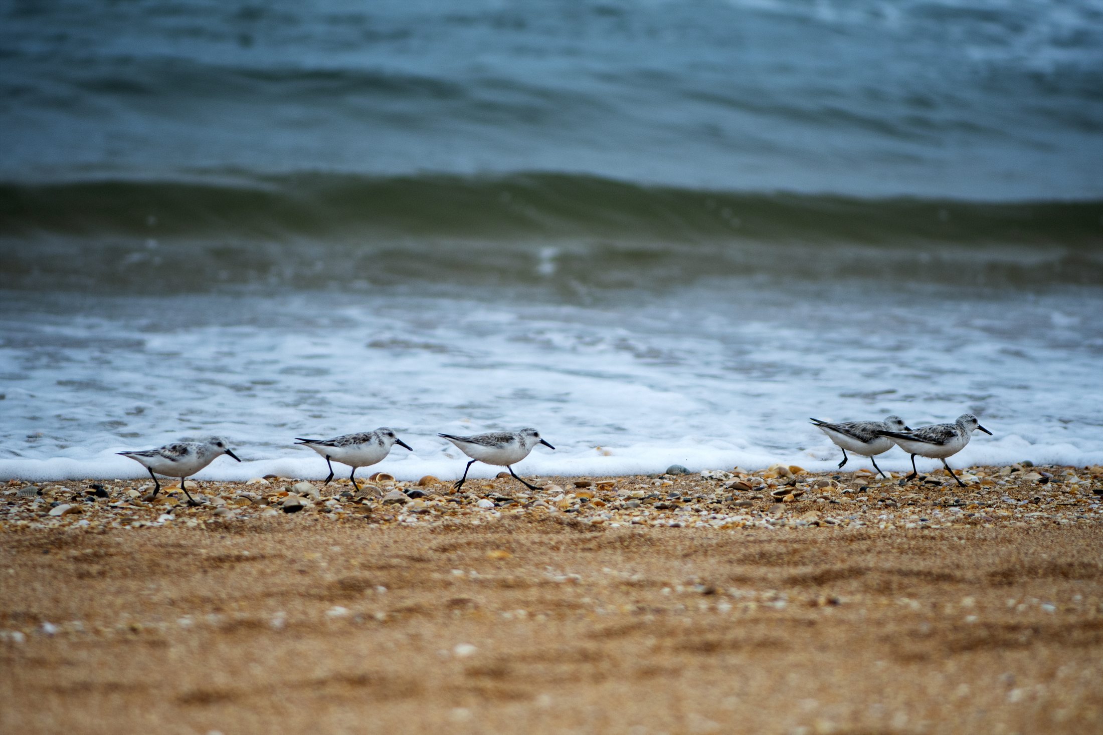 Birds photo 9