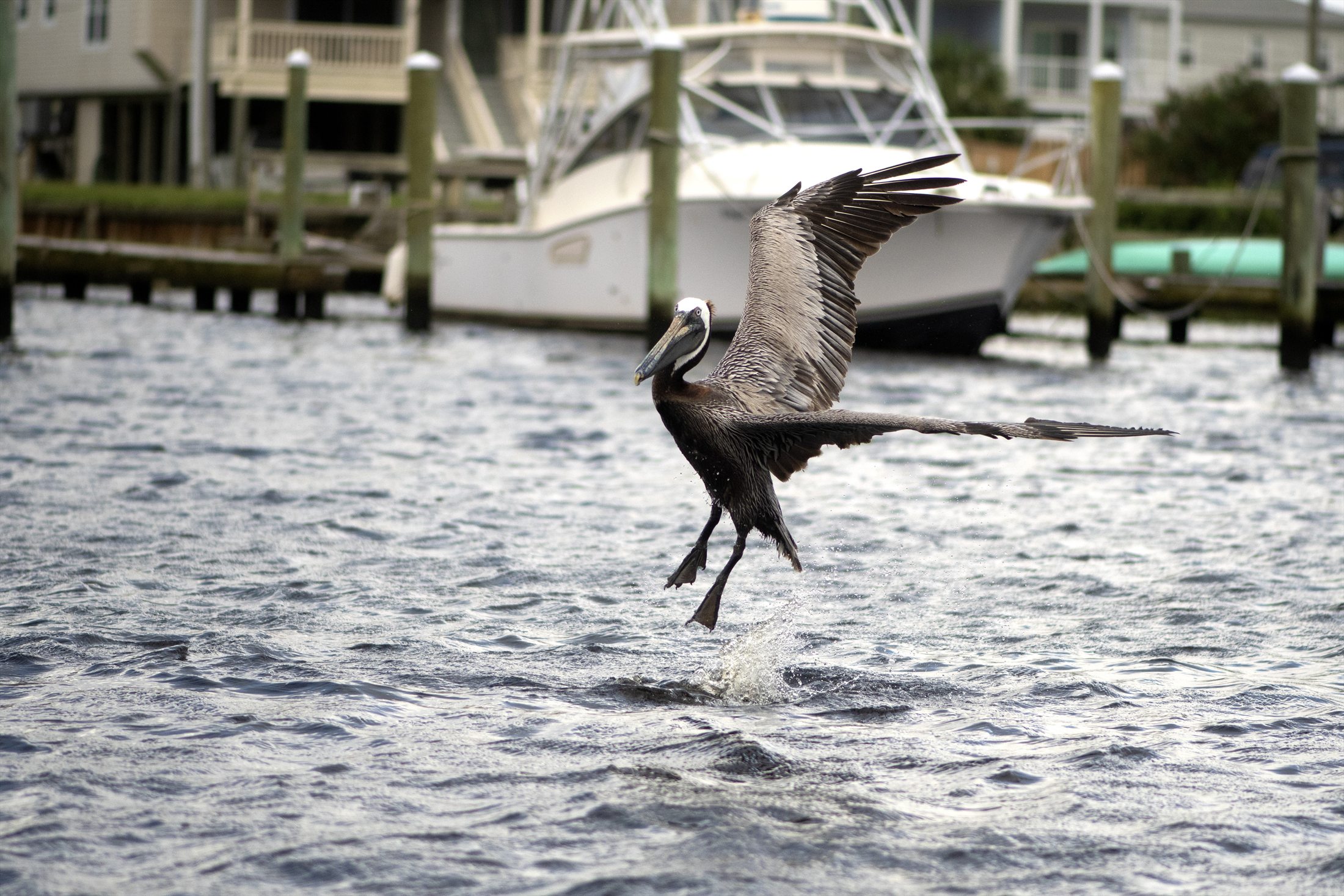 Birds photo 21