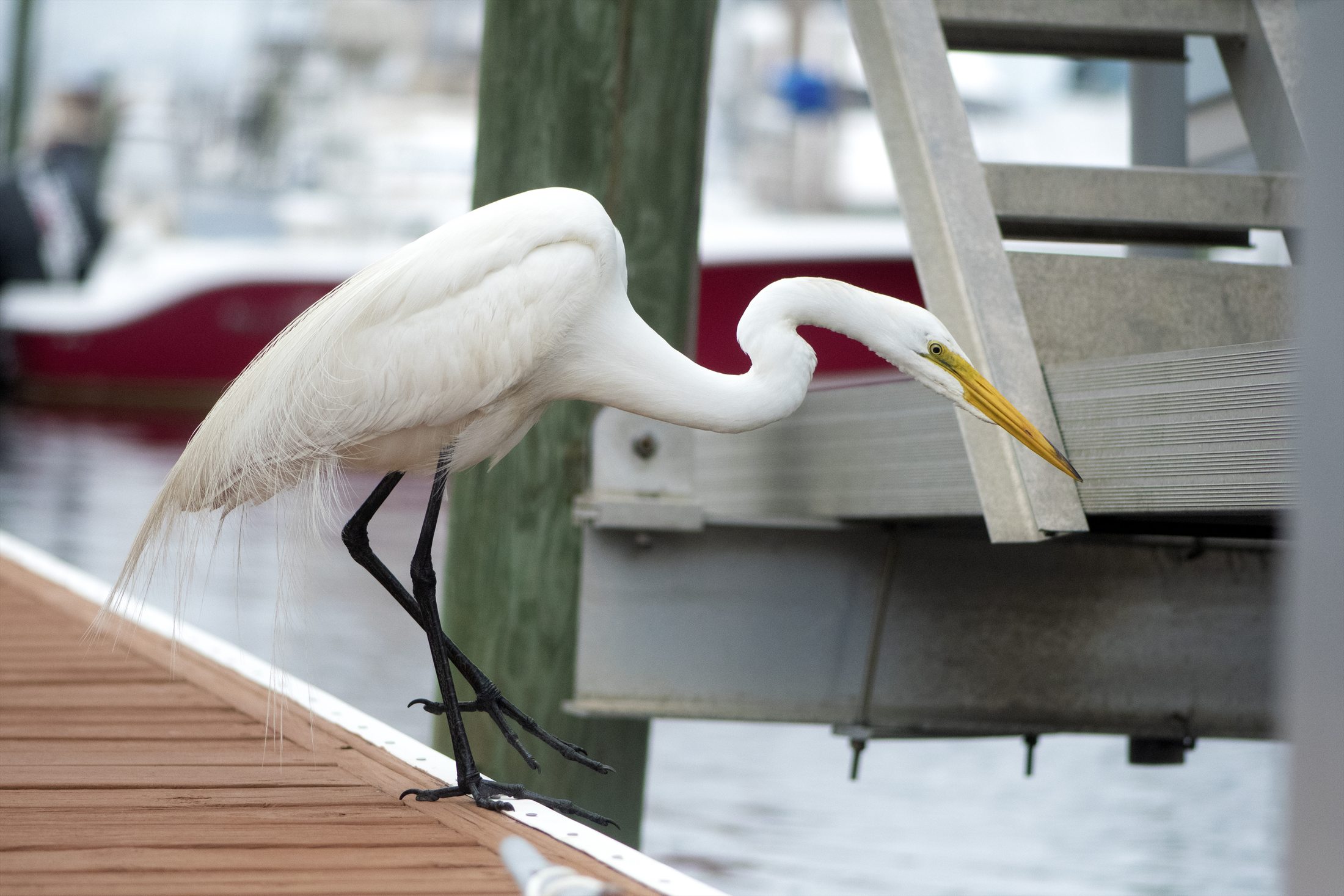 Birds photo 22