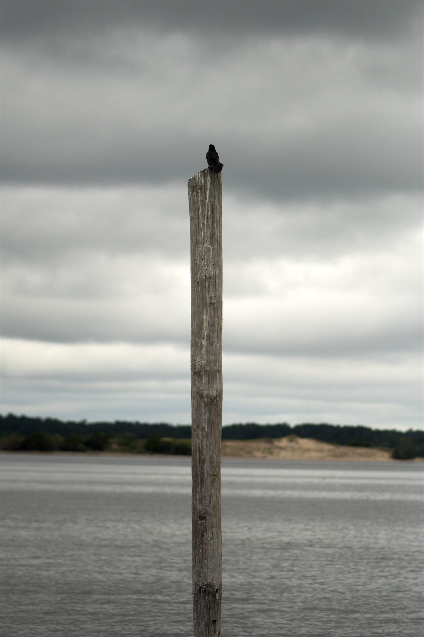 Birds photo 23
