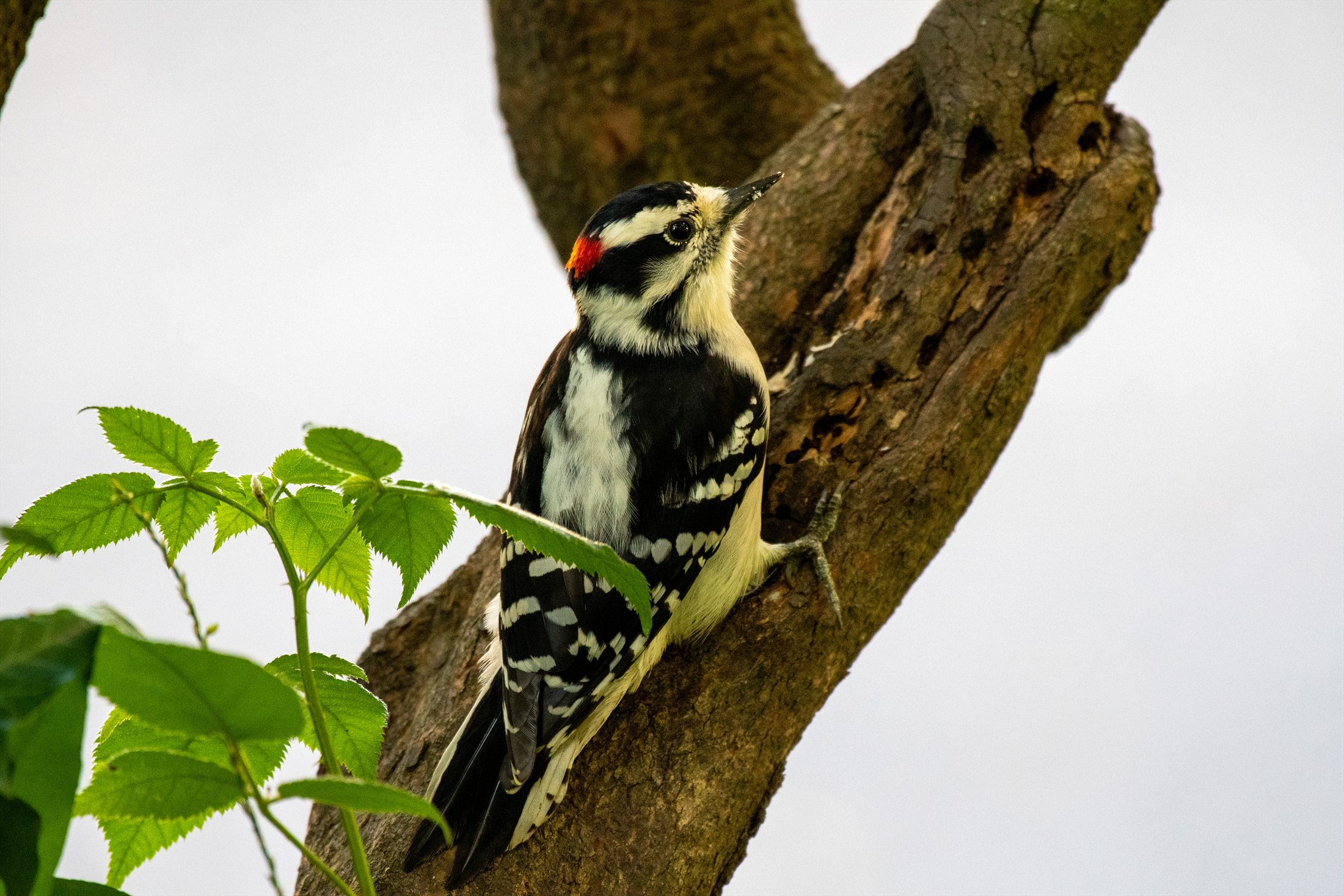 Birds photo 3
