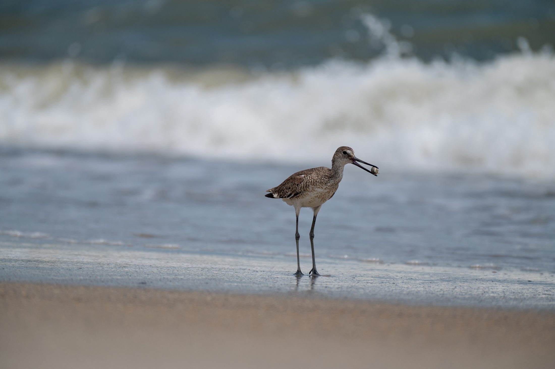 Carolina Beach photo 2