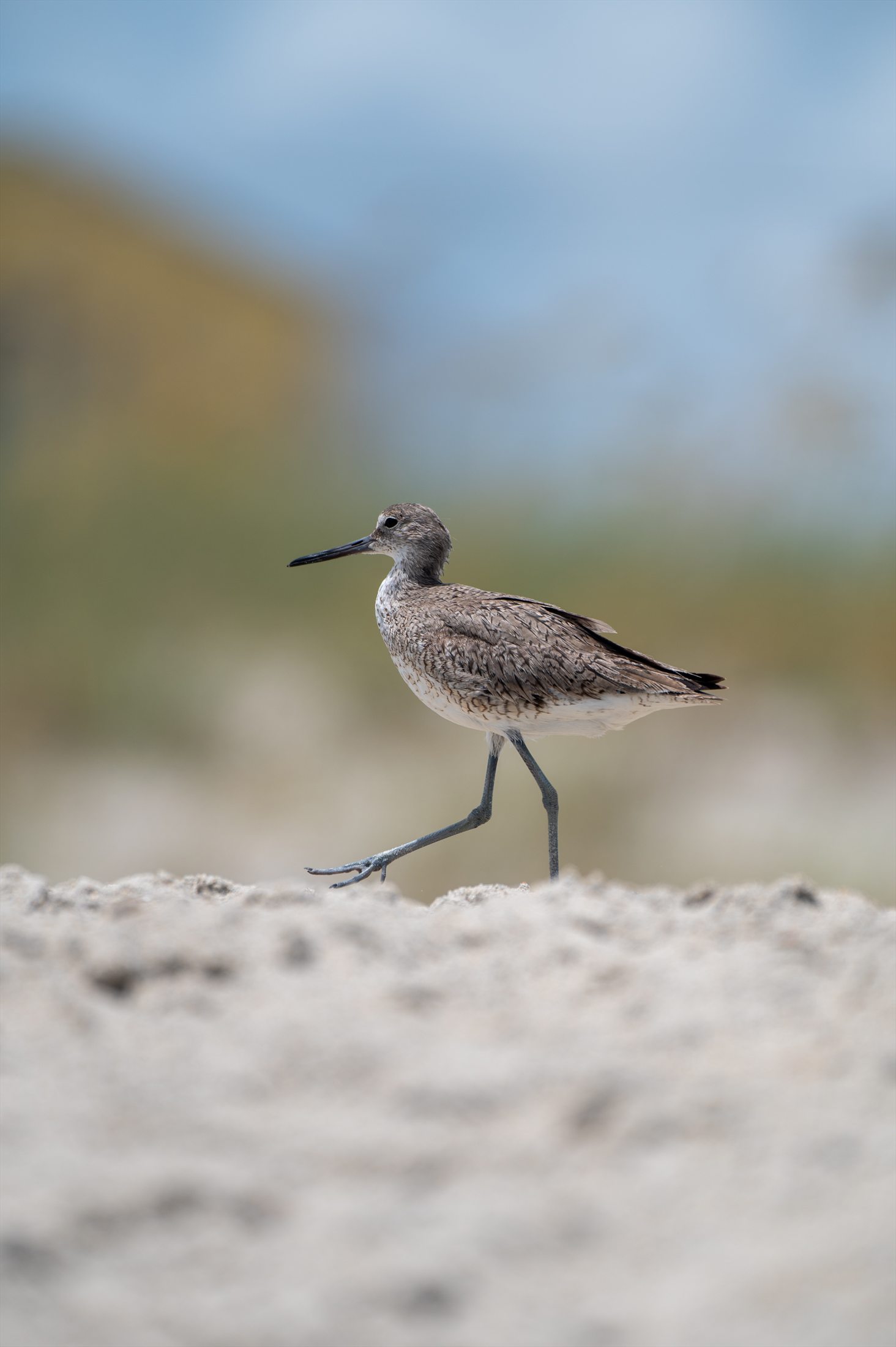 Carolina Beach photo 5