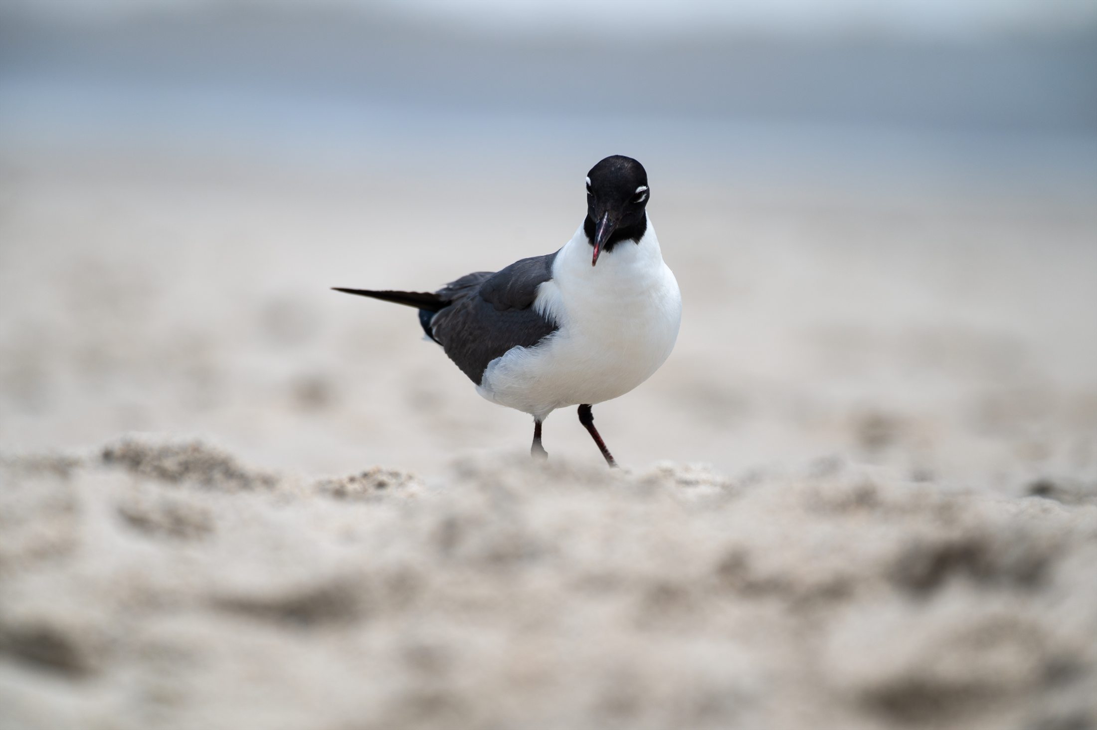 Carolina Beach photo 6
