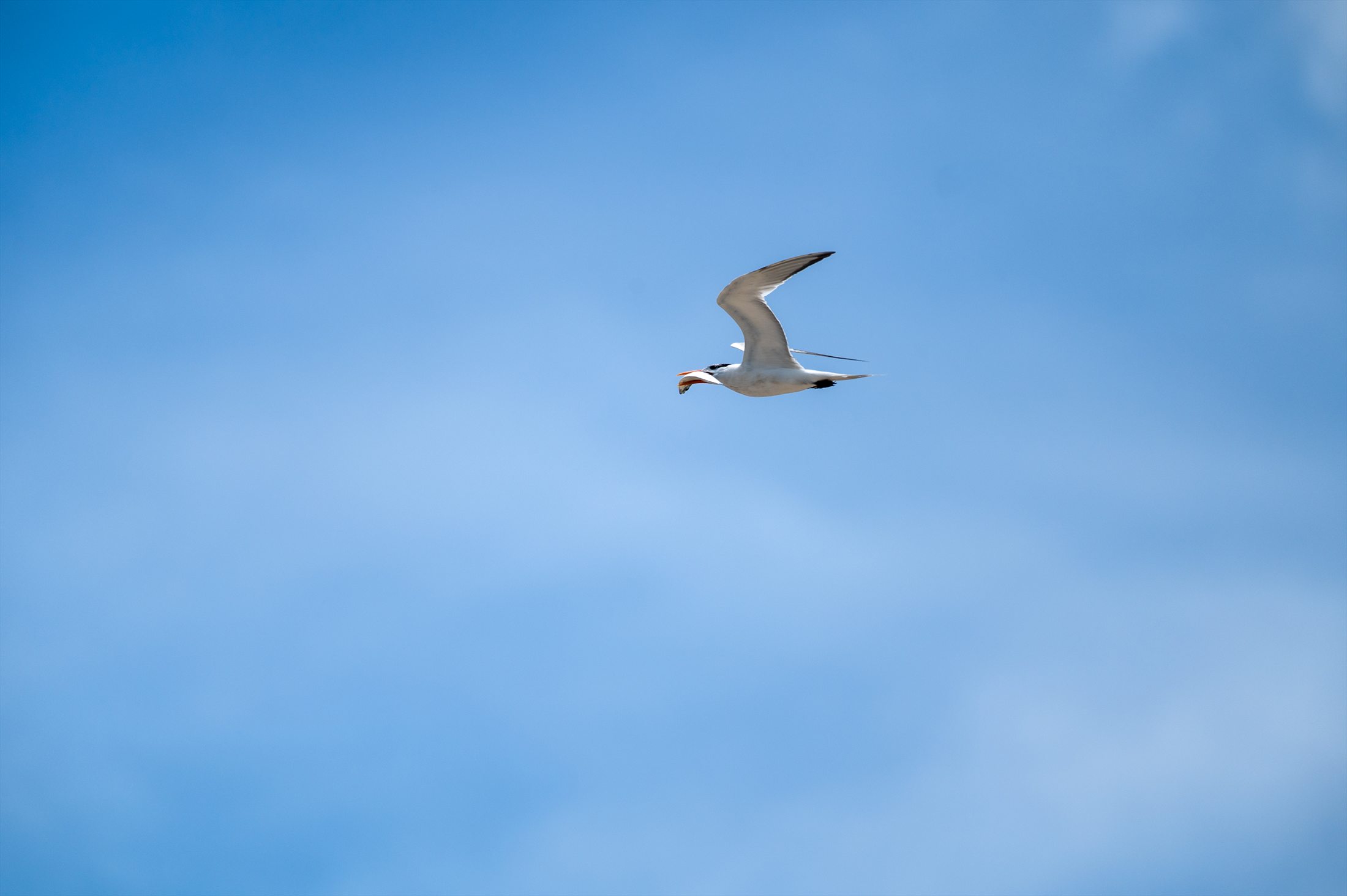 Carolina Beach photo 7