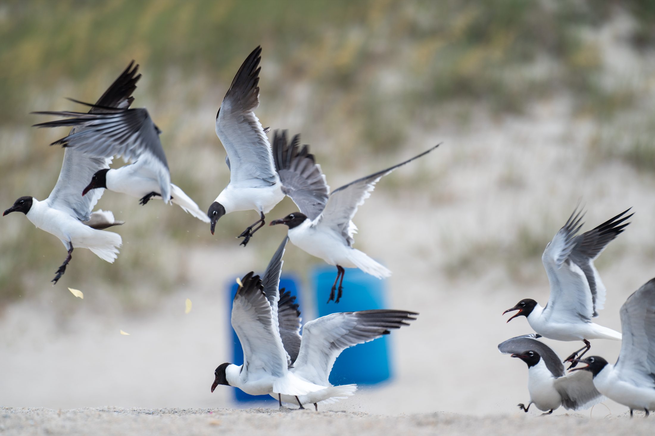 Carolina Beach photo 10