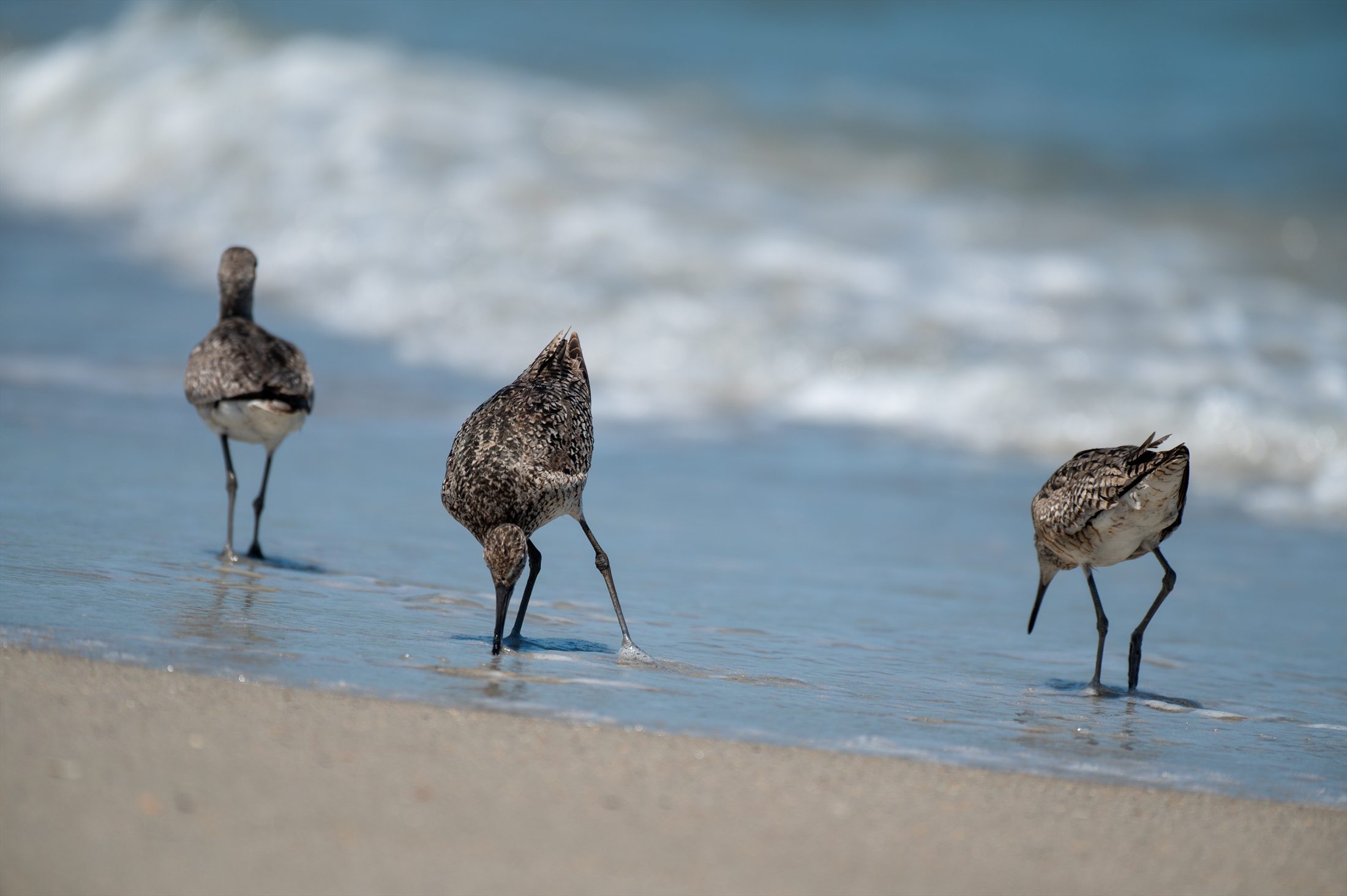 Carolina Beach photo 15