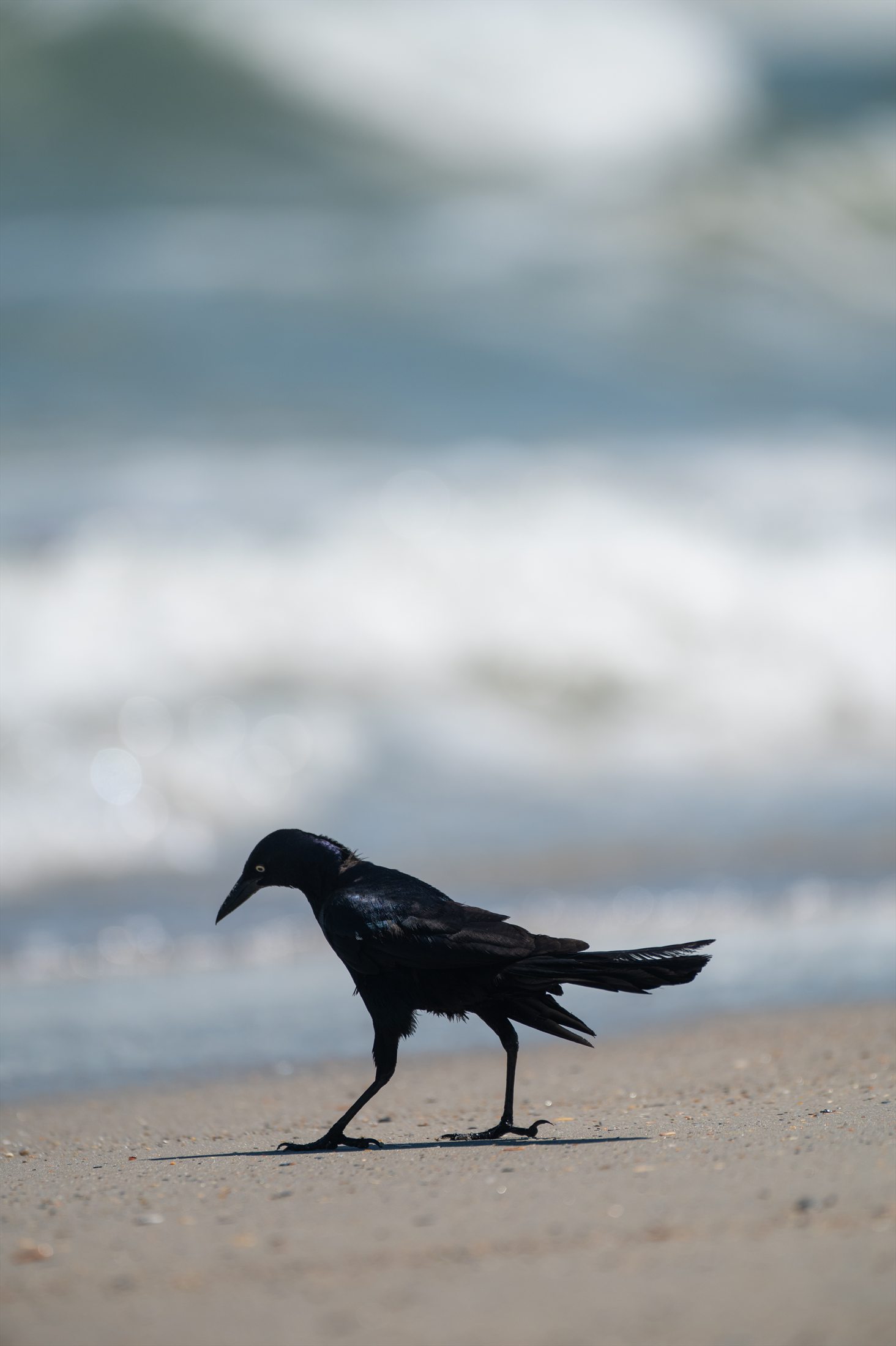 Carolina Beach photo 16