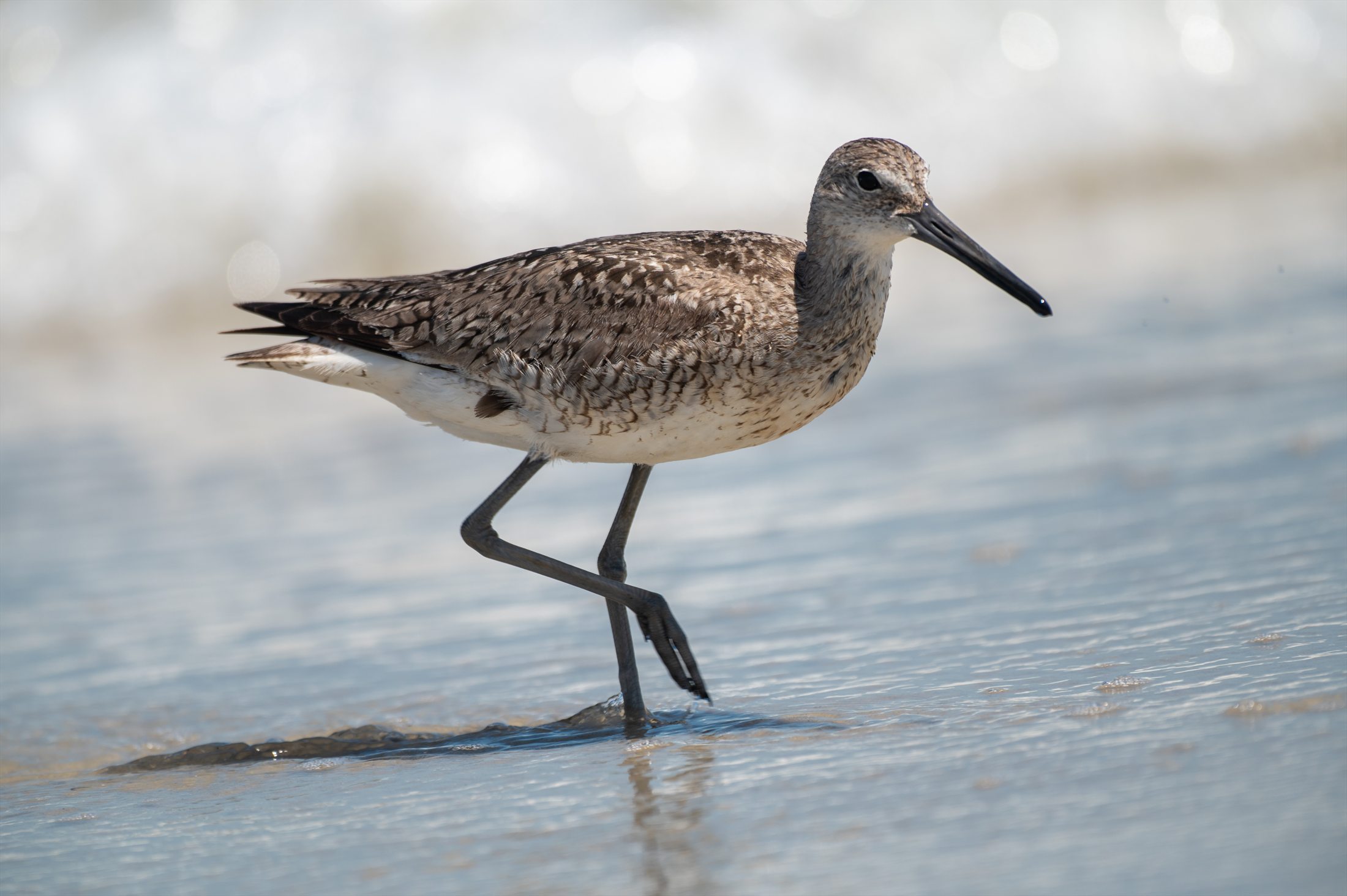 Carolina Beach photo 18