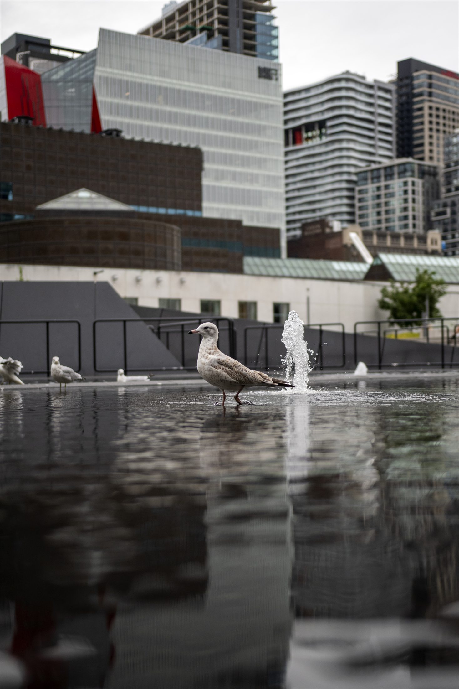 Montreal photo 10